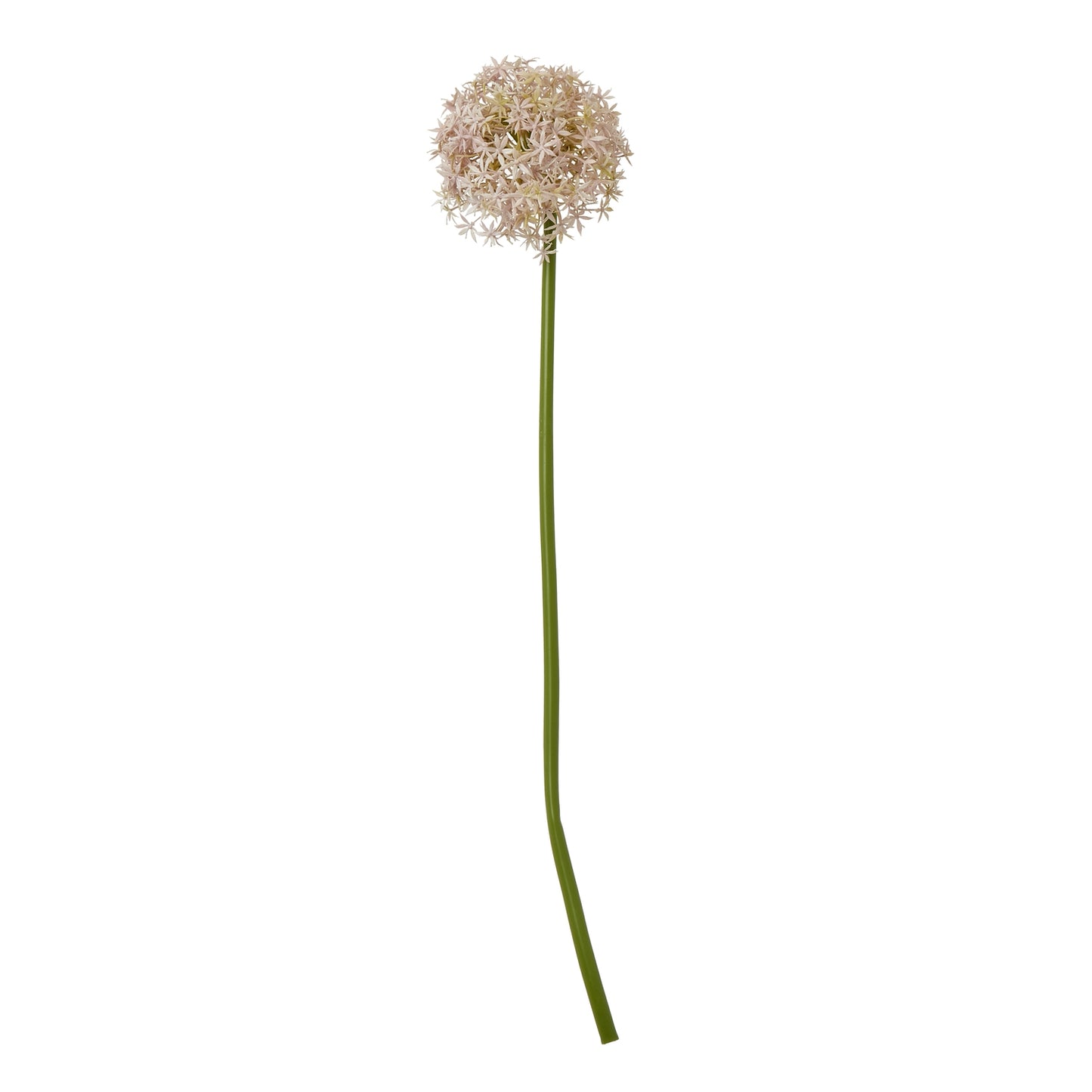 Lilac and ivory spherical bloom on a slender, green stem, capturing elegance and enhancing various decor styles.