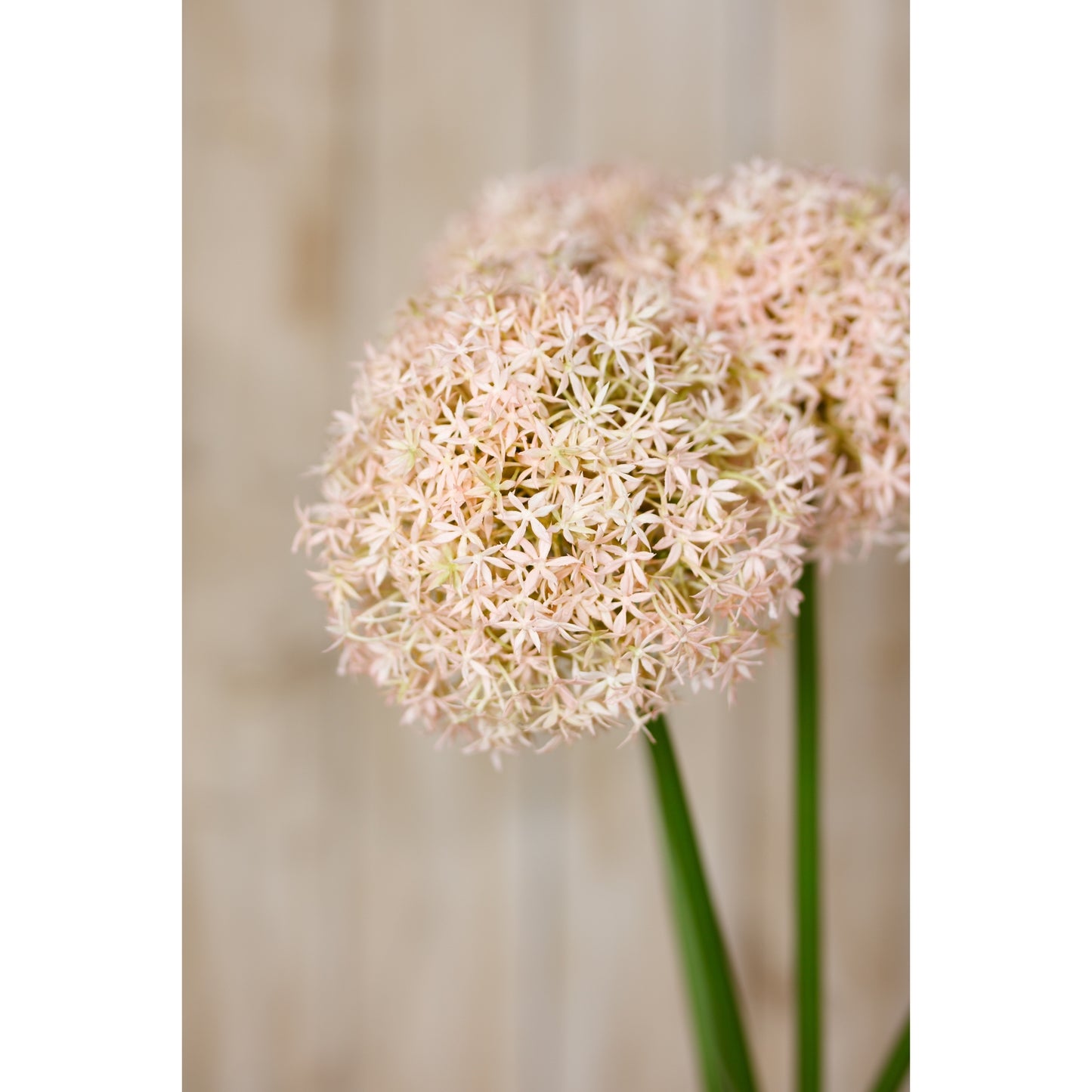 Pink faux allium stem featuring delicate spherical blooms with pink and ivory florets, supported by green stems.