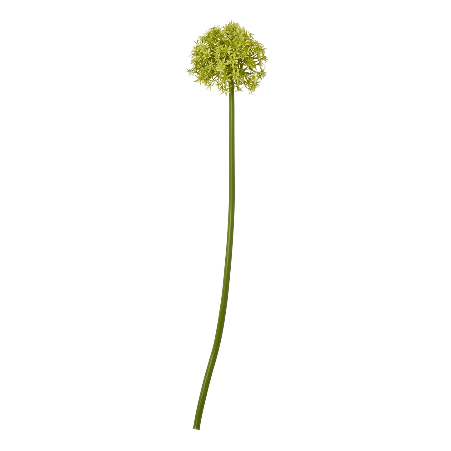 Vibrant green allium stem featuring a round, fluffy cluster of tiny flowers on a long, slender stem, perfect for home decor.