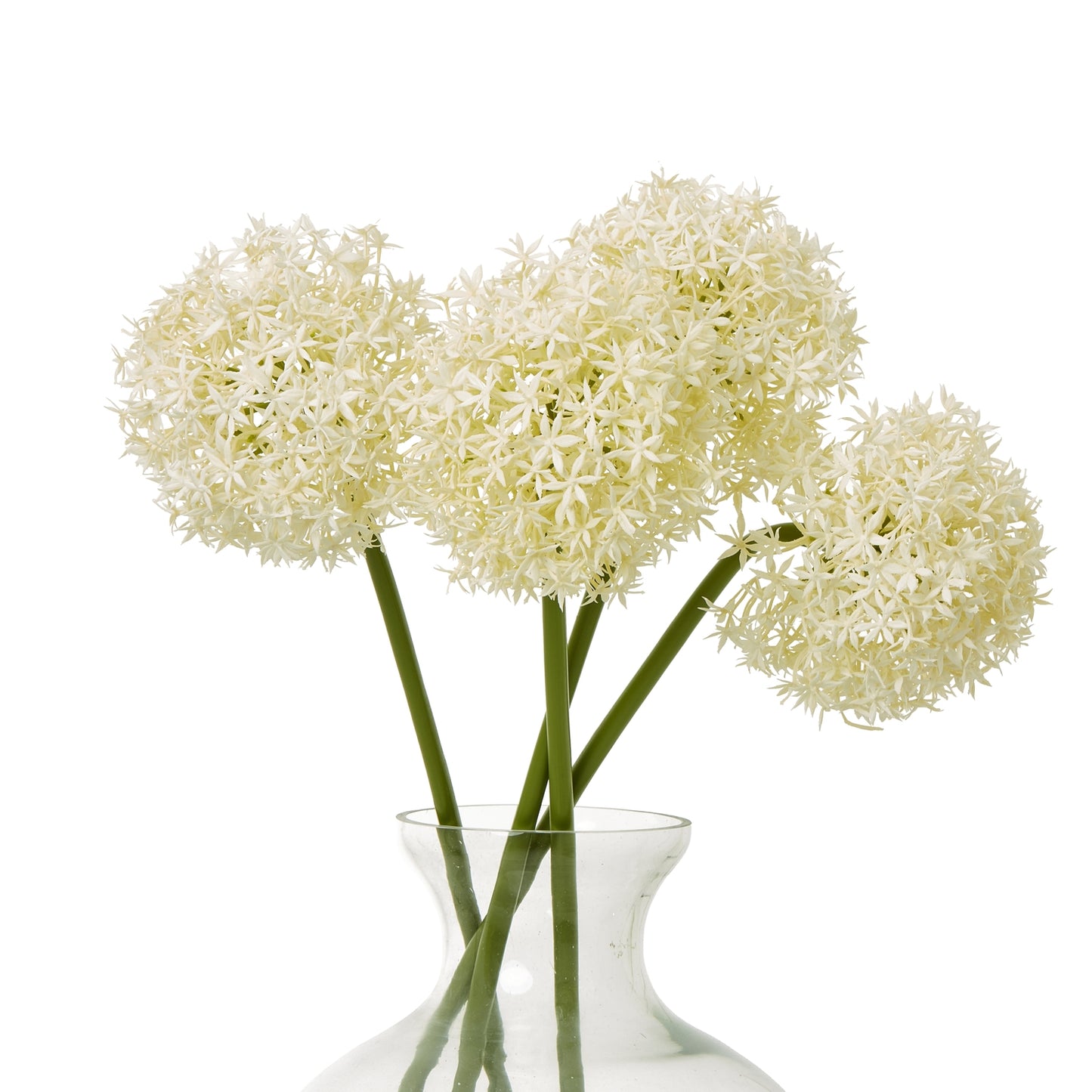 Delicate cream allium blooms on slender green stems, showcasing a timeless elegance in a clear vase. Ideal for chic decor.