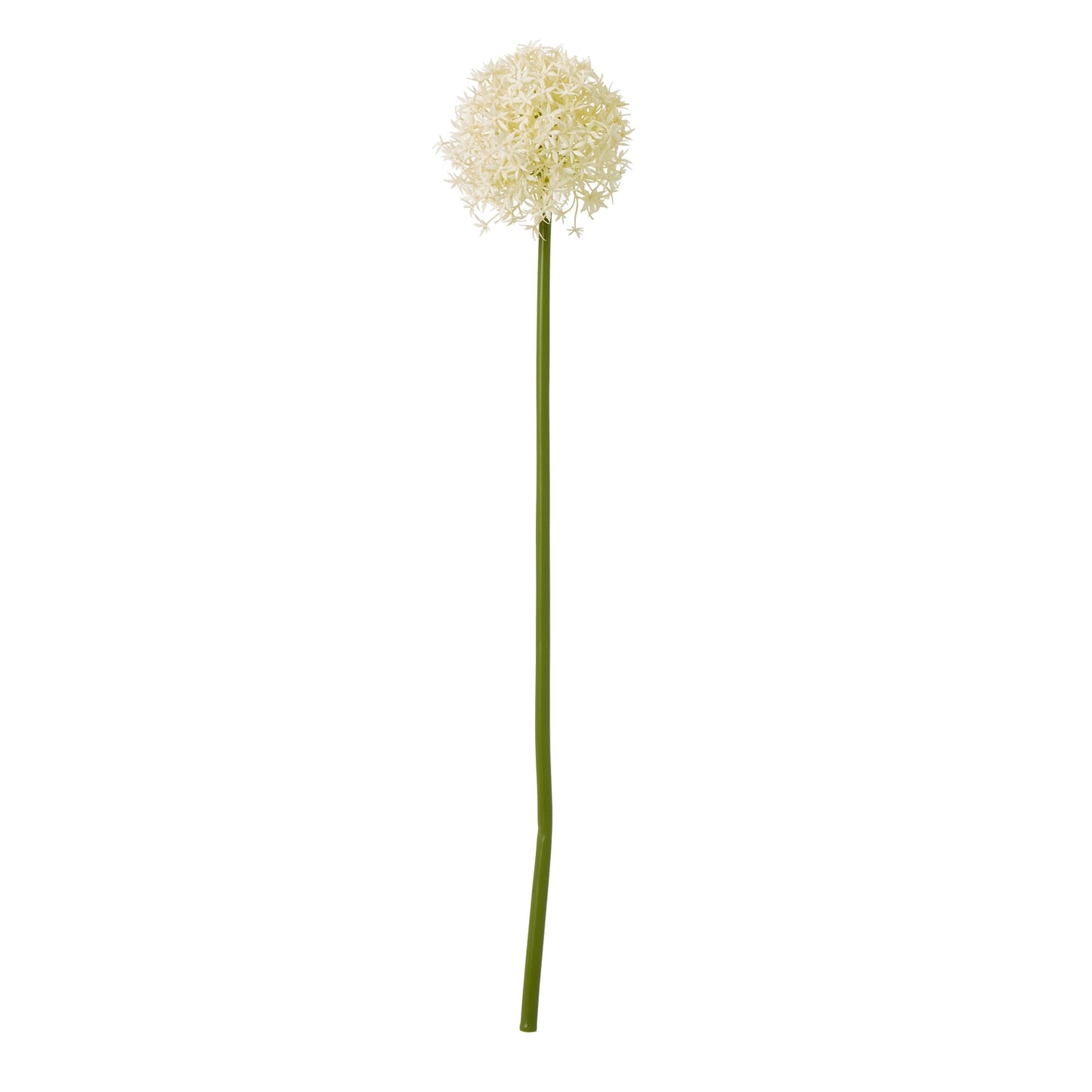 Cream Allium stem with a lush floral head made of delicate cream petals on a slender green stem, perfect for elegant decor.