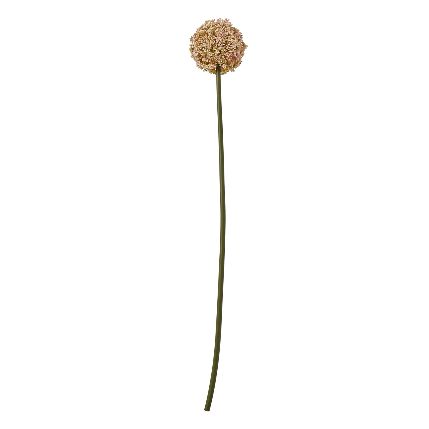 Vibrant pink allium flower head atop a slender green stem, showcasing a delicate, feathery texture for elegant decor.