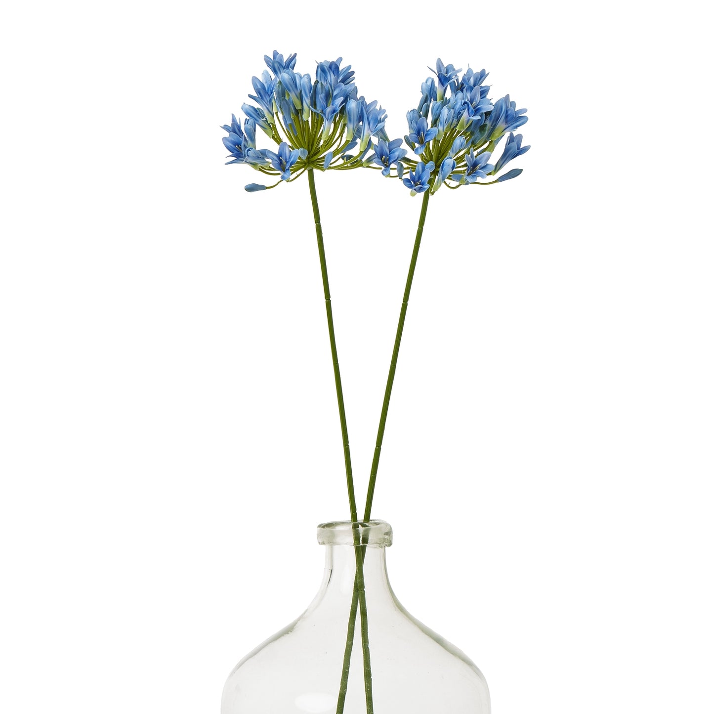 Two vibrant blue Agapanthus stems gracefully arranged in a clear glass vase, showcasing lifelike petals and green stems.