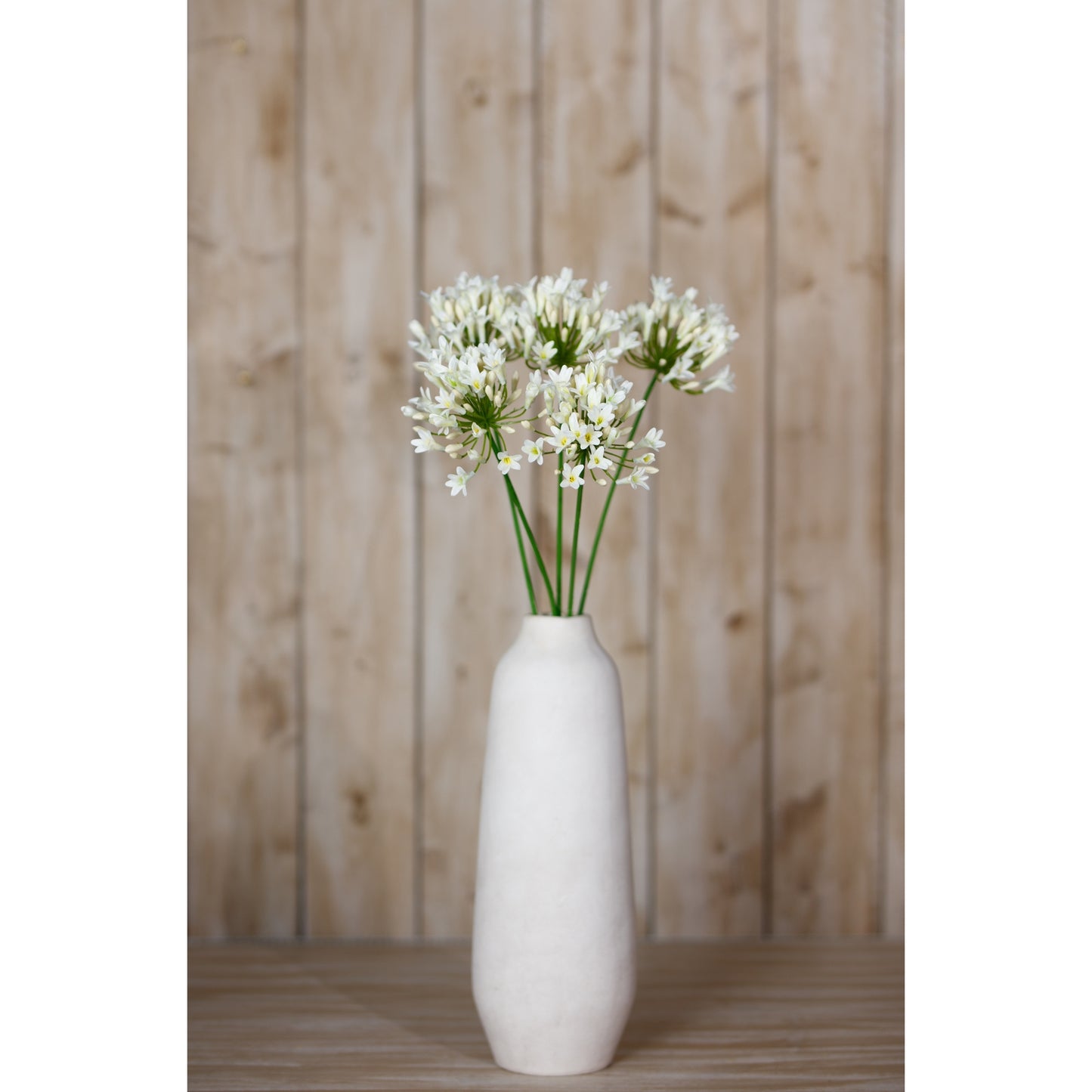 Elegant cream agapanthus spray in a minimalist white vase, set against a natural wood backdrop. Perfect for sophisticated decor.
