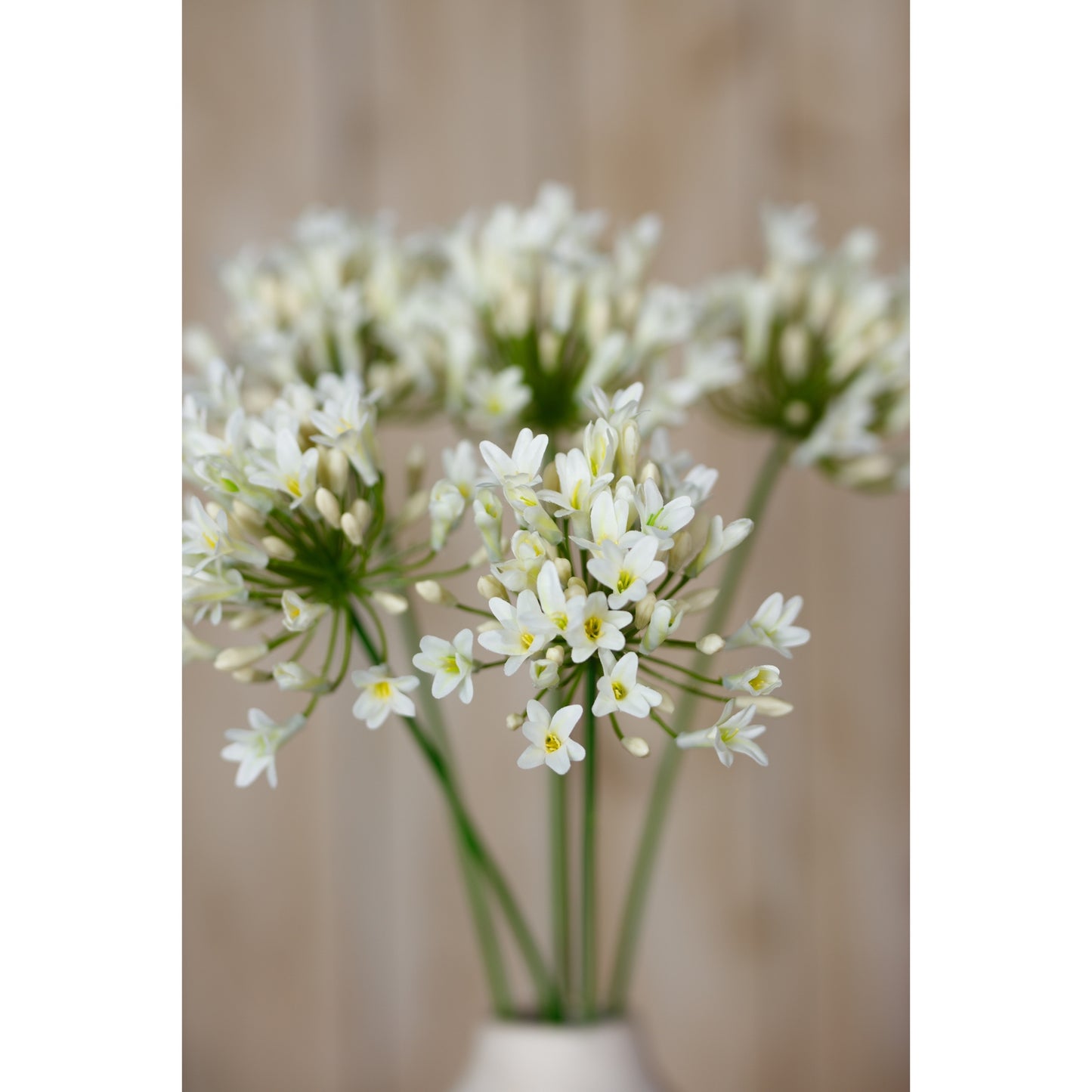 Cream agapanthus spray featuring delicate white blooms with soft yellow accents atop sturdy green stems, set against a neutral backdrop.