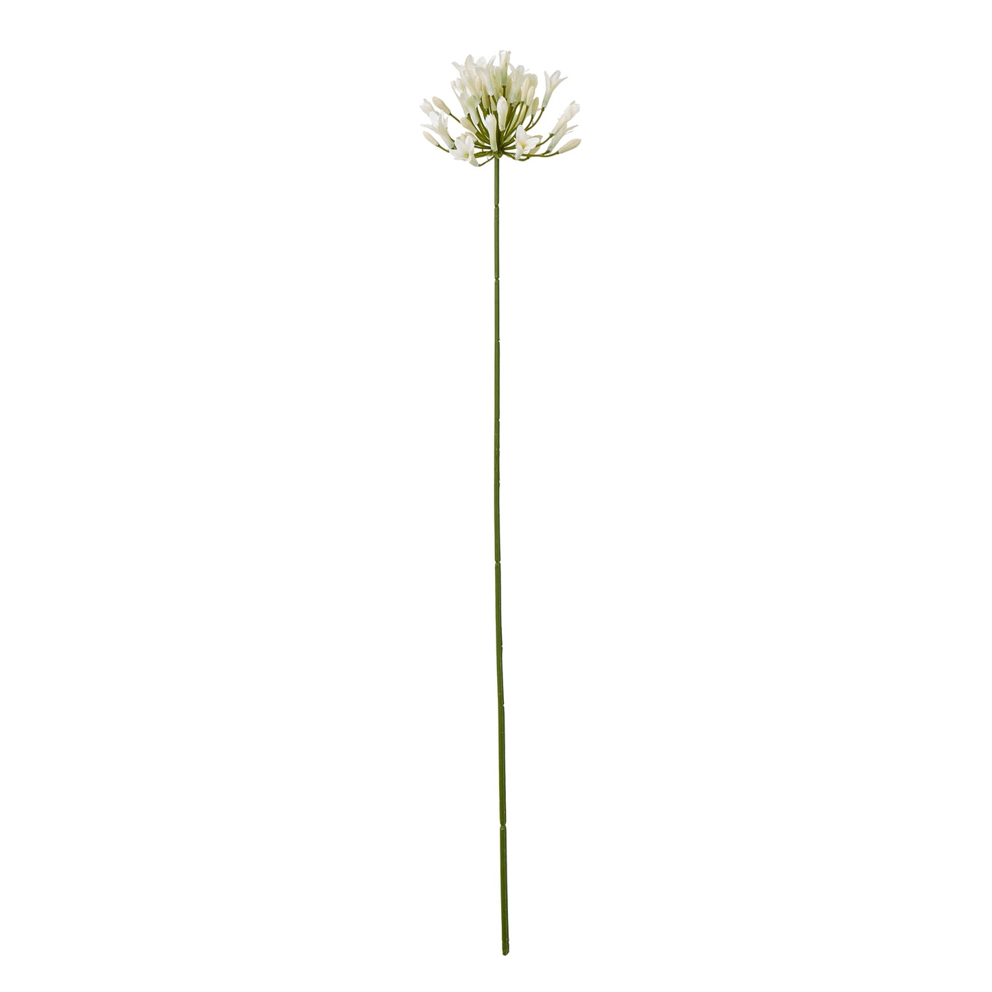 Elegant cream agapanthus spray with botanically accurate blooms atop a sturdy green stem, perfect for any decor.
