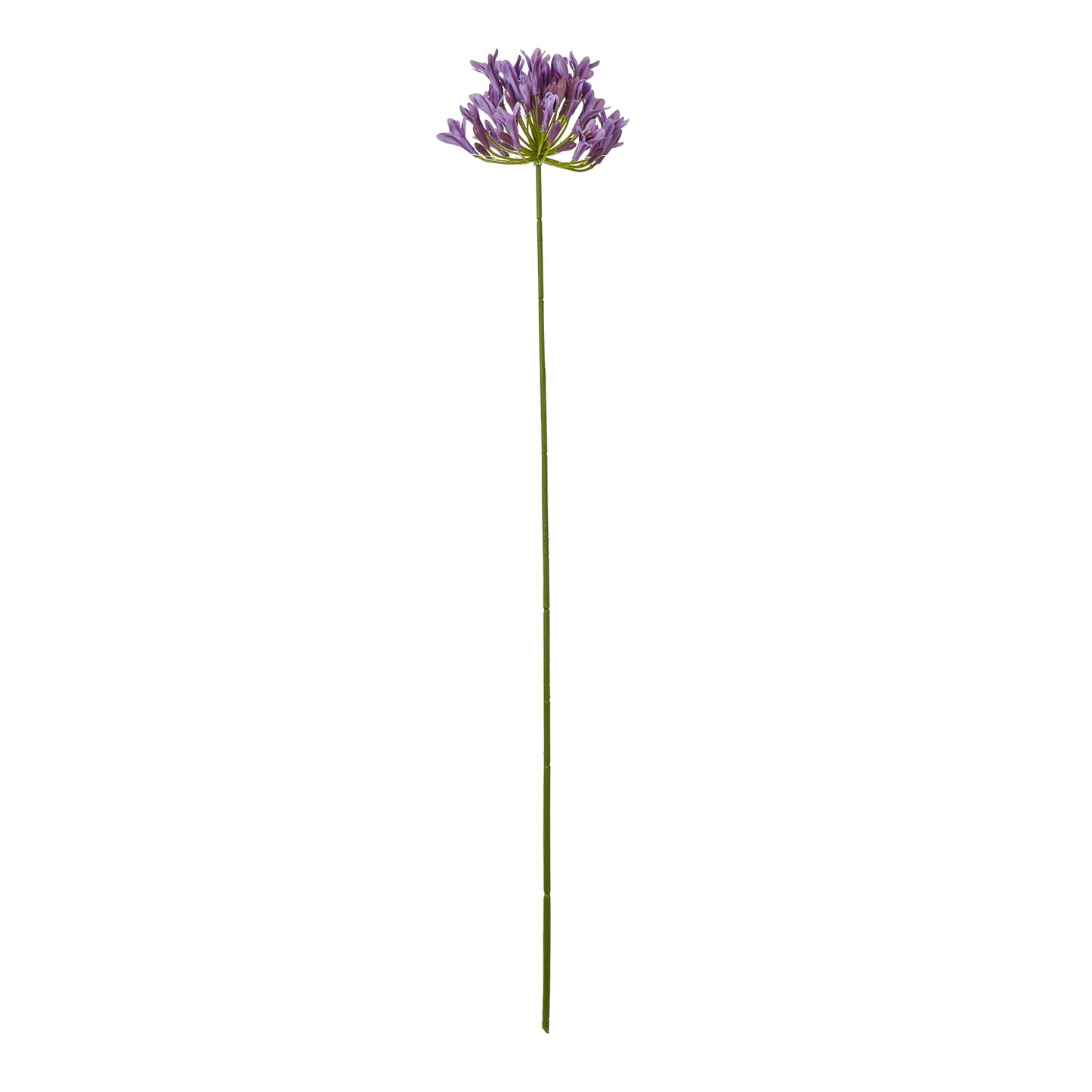Single stem lilac agapanthus with delicate purple blooms atop a long green stem, perfect for elegant home decor.