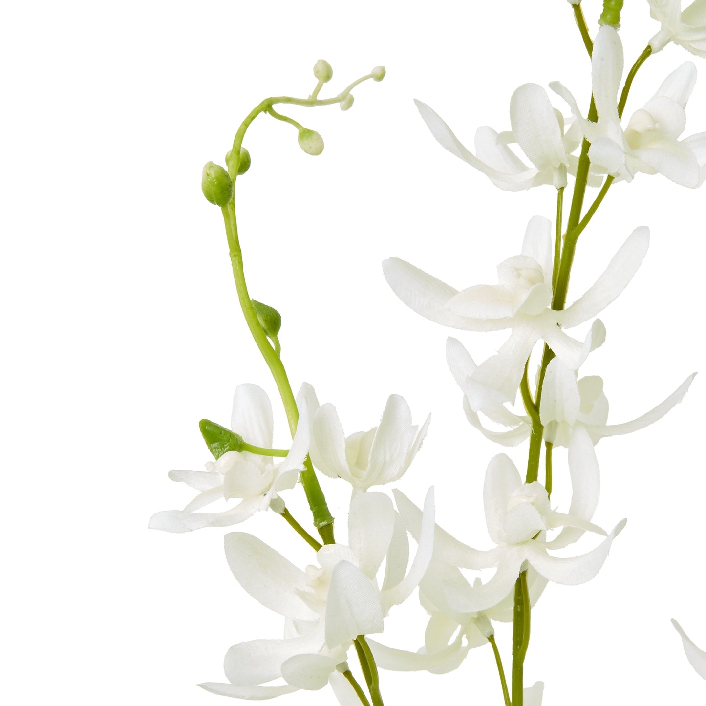 Delicate white Cymbidium spray with botanically accurate blooms and subtle green accents, enhancing serene home decor.
