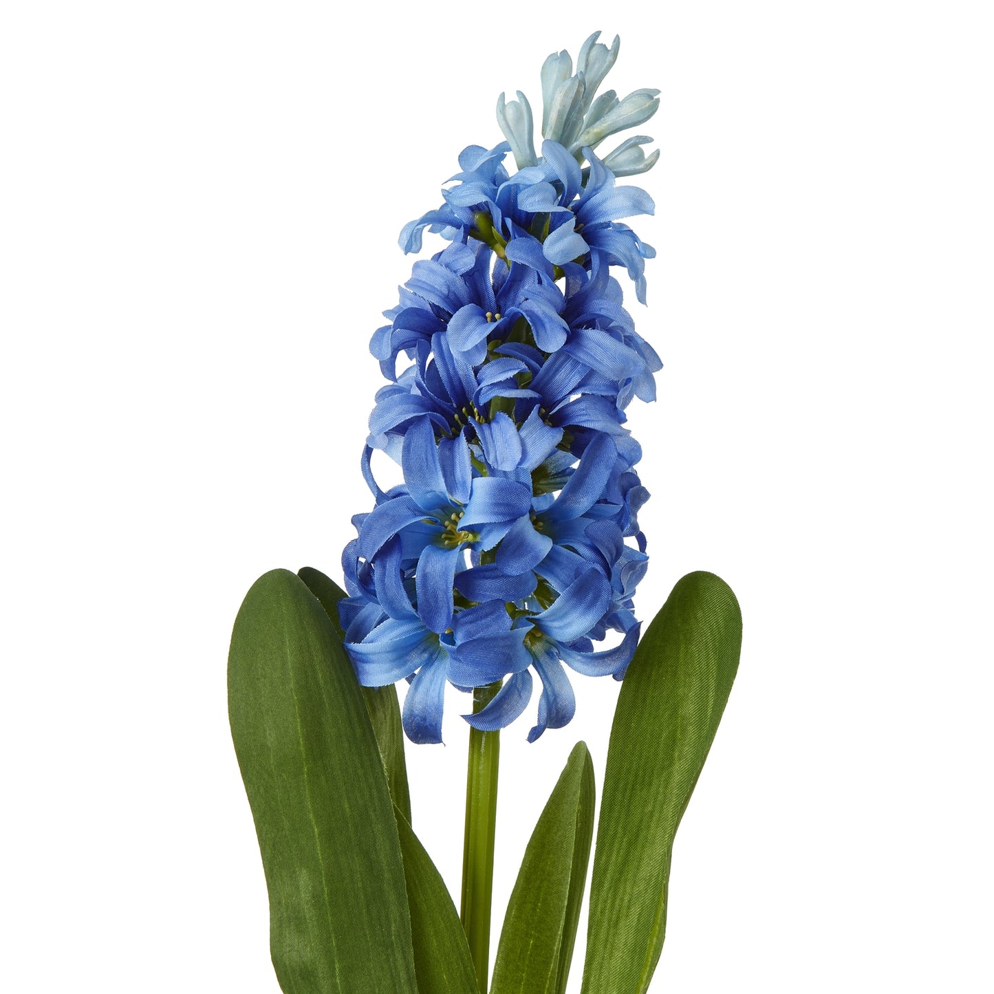 Vibrant blue hyacinth stem with dense petals and green leaves, perfect for elegant floral arrangements and home decor.