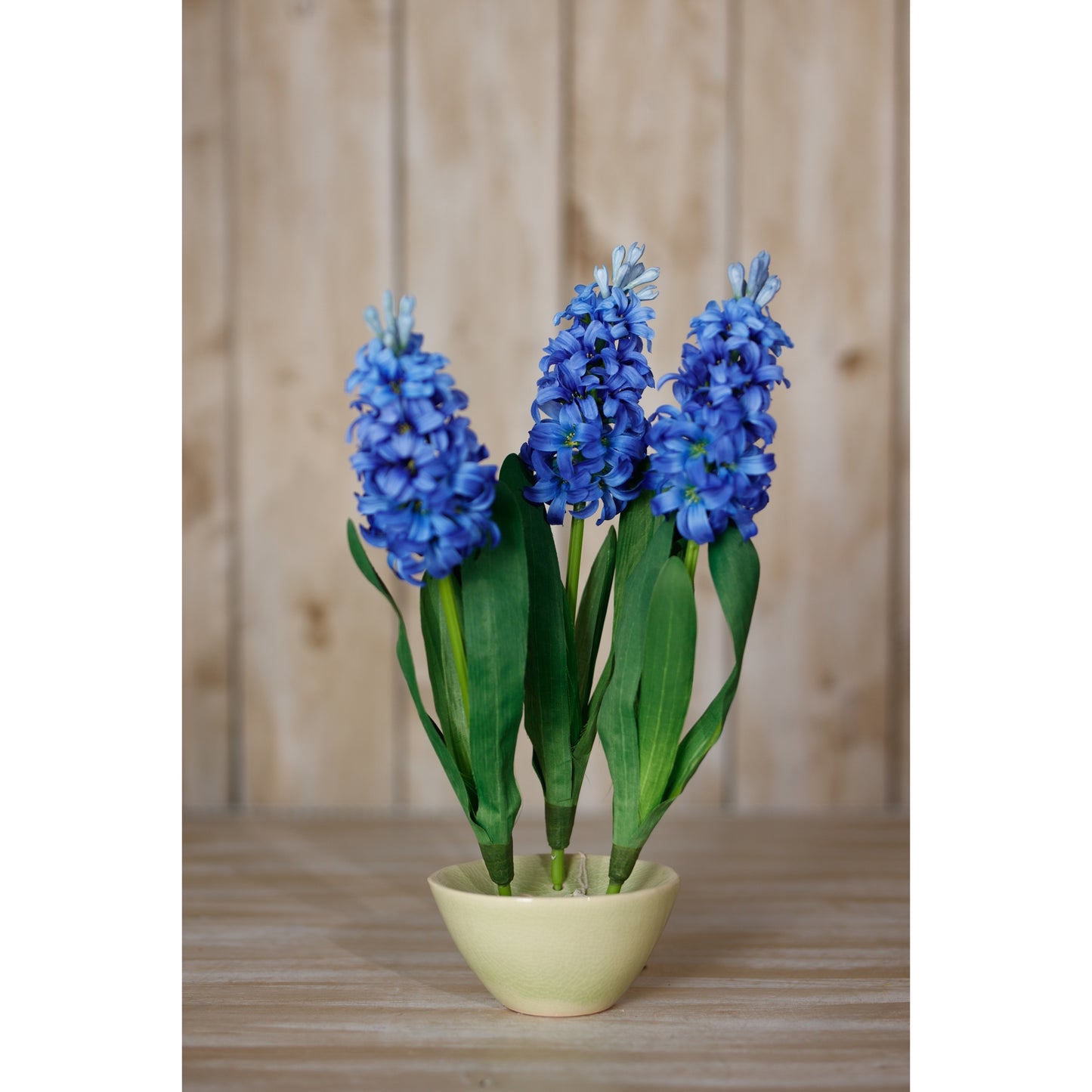 Vibrant blue hyacinth stem in a pale yellow pot with lush green leaves, adding elegance to any space.