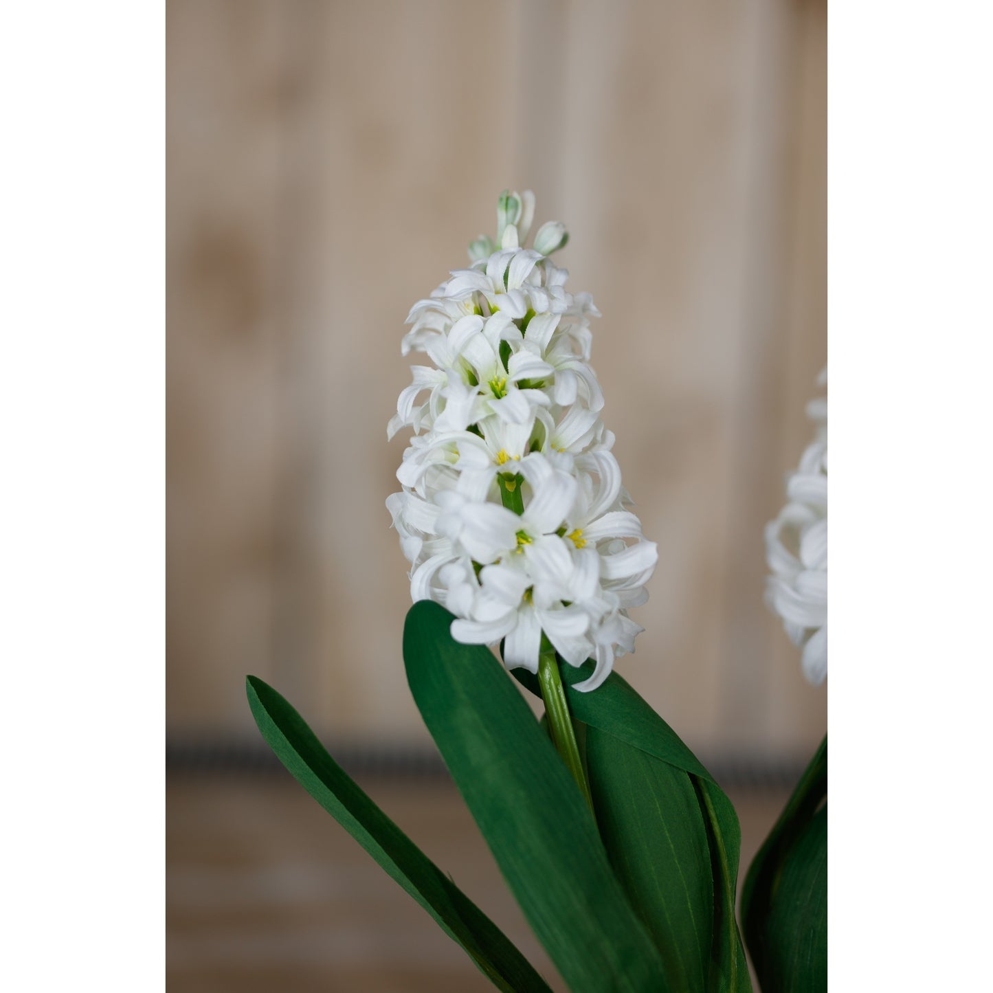Elegant white hyacinth stem with multiple pristine blossoms and lush green leaves, ideal for sophisticated home decor.