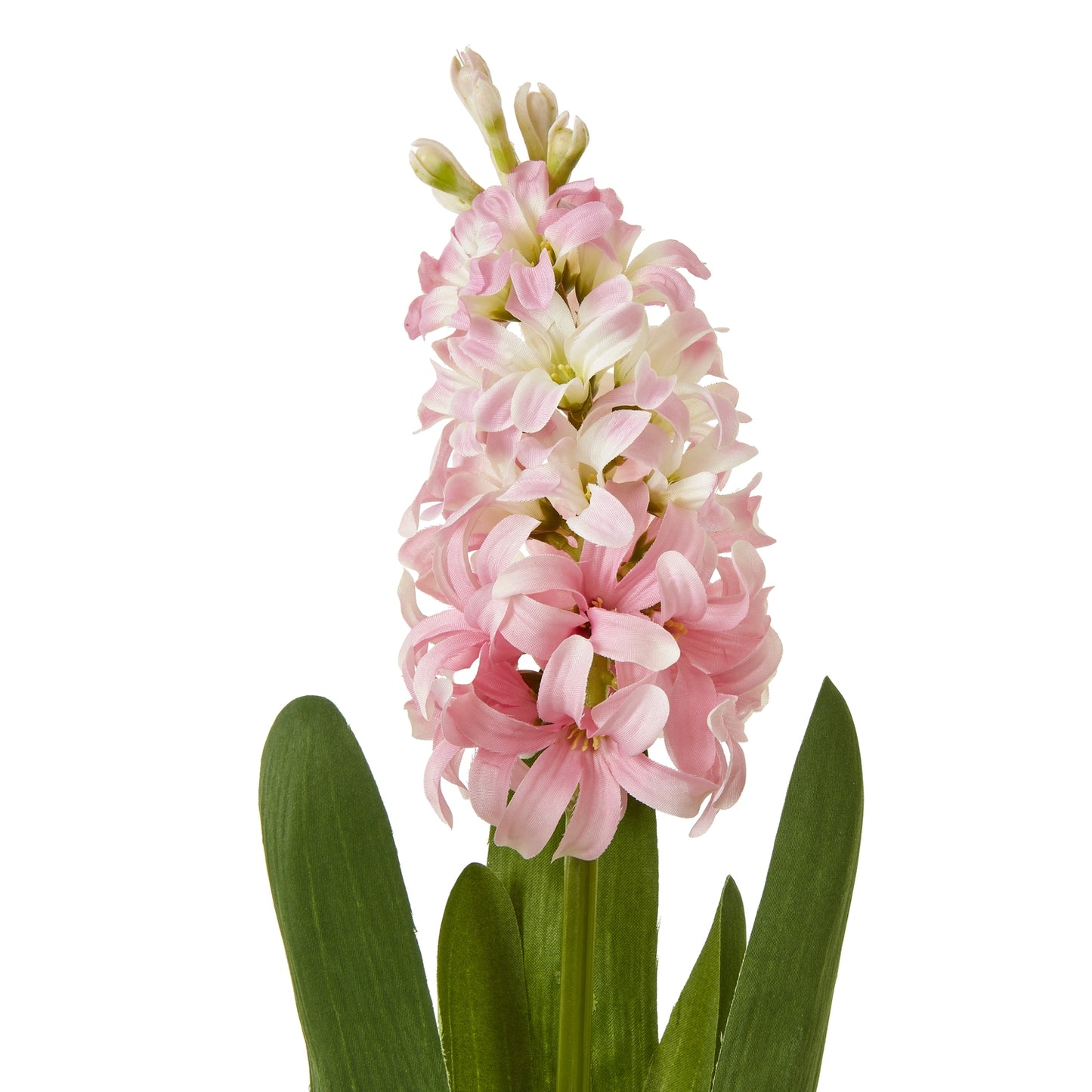 Delicate pink hyacinth bloom with blush tones and green leaves, perfect for elegant home decor and floral arrangements.