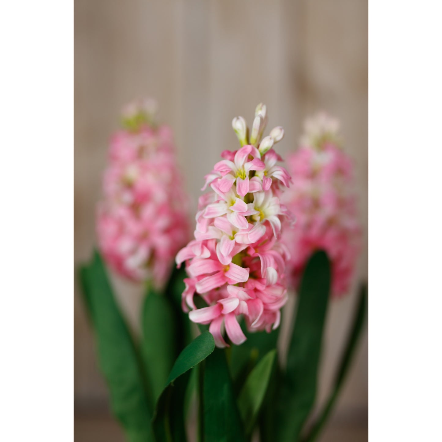 Delicate pink hyacinth stem with lush green leaves, perfect for elegant floral arrangements and modern home decor.