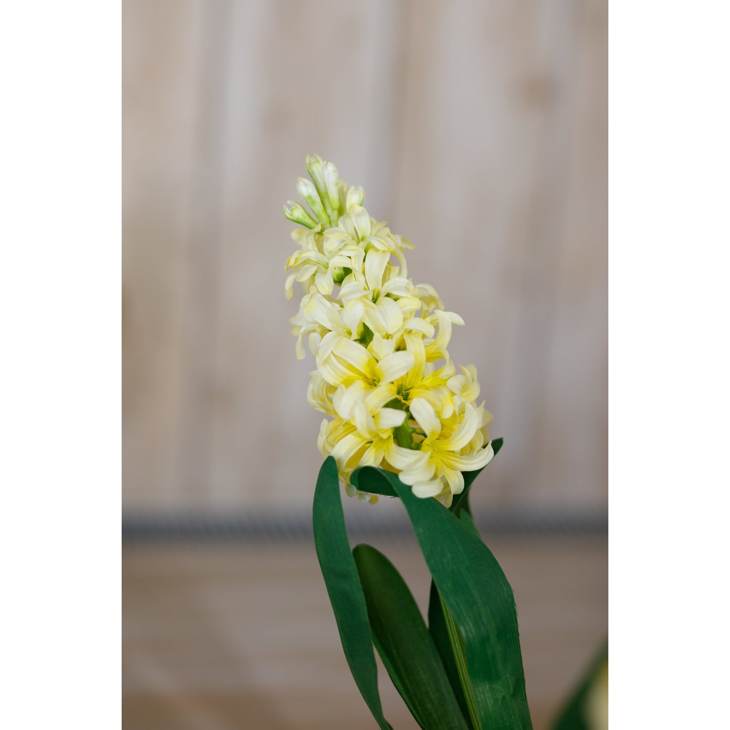 Vibrant yellow hyacinth stem showcasing delicate blooms and lush green leaves, ideal for enhancing contemporary home decor.