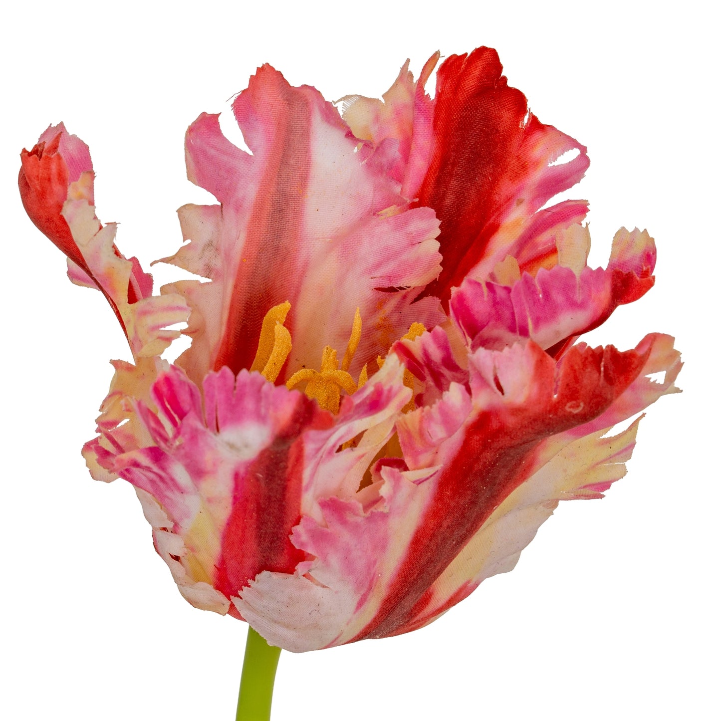 Multi Pink Parrot Tulip - Single Stem Flowers from the Quanta Home collection.