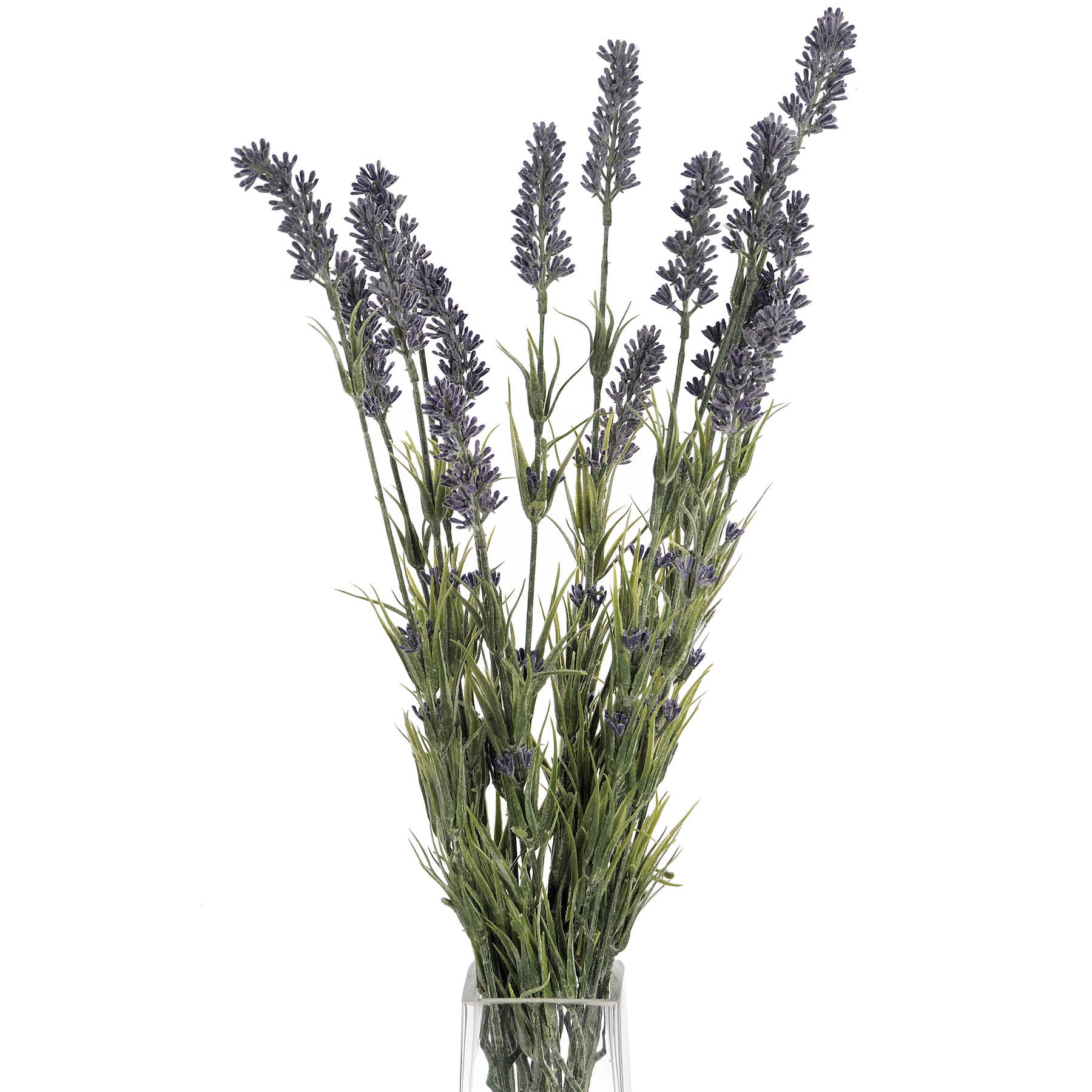 Beautiful Large Lavender Bush showcasing delicate flower heads, perfect for adding serenity to any space.