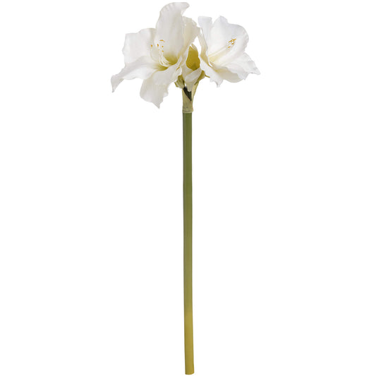 Tall, elegant white amaryllis flower with two open blooms and a closed bud on a green stem, enhancing any décor.