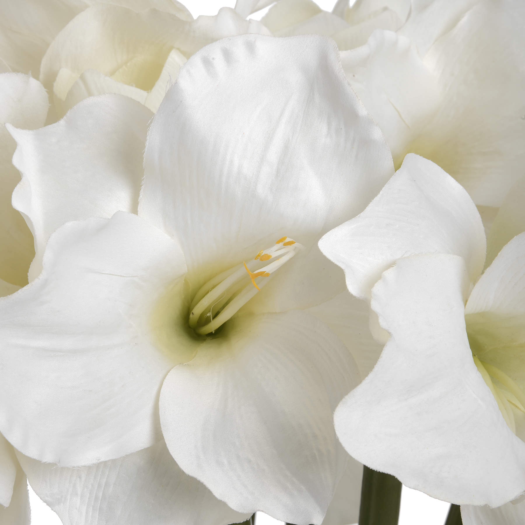 Elegant white amaryllis flower with two open blooms and a bud, showcasing realistic details for a timeless and serene decor.