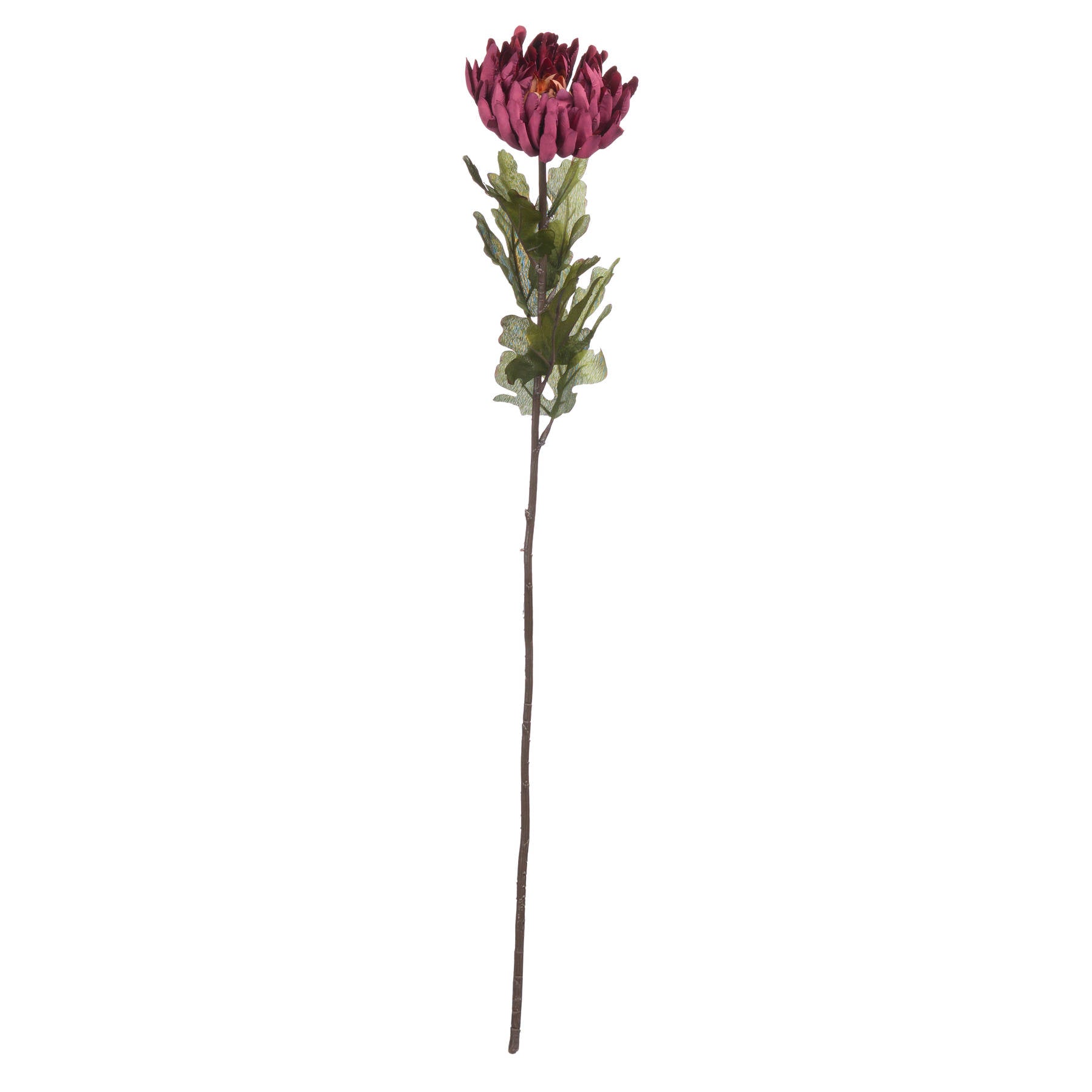Red spider chrysanthemum with intricate, spindly petals and transitional mangosteen hues atop a long stem, complemented by green leaves.