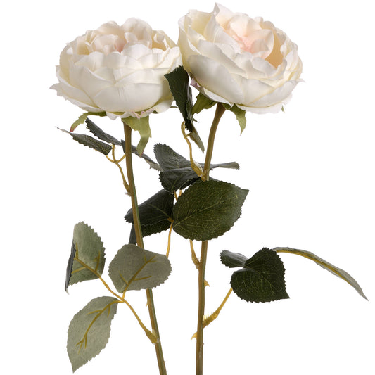 Single blush-colored garden roses with intricate petals and lush green leaves, showcasing realistic detail and elegance.
