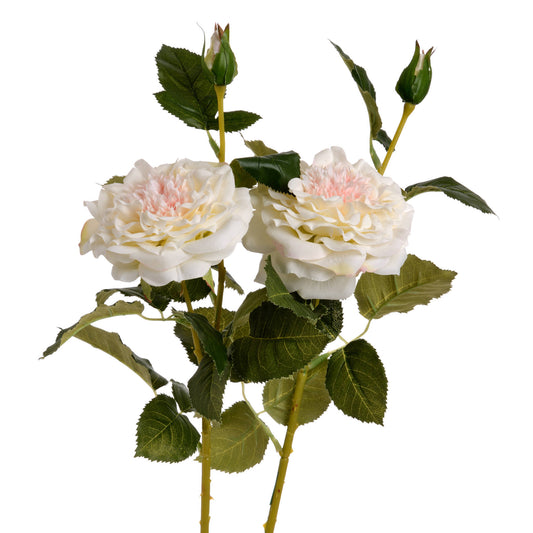 Delicate ivory roses in full bloom and bud, accompanied by lush green leaves, exuding timeless elegance.