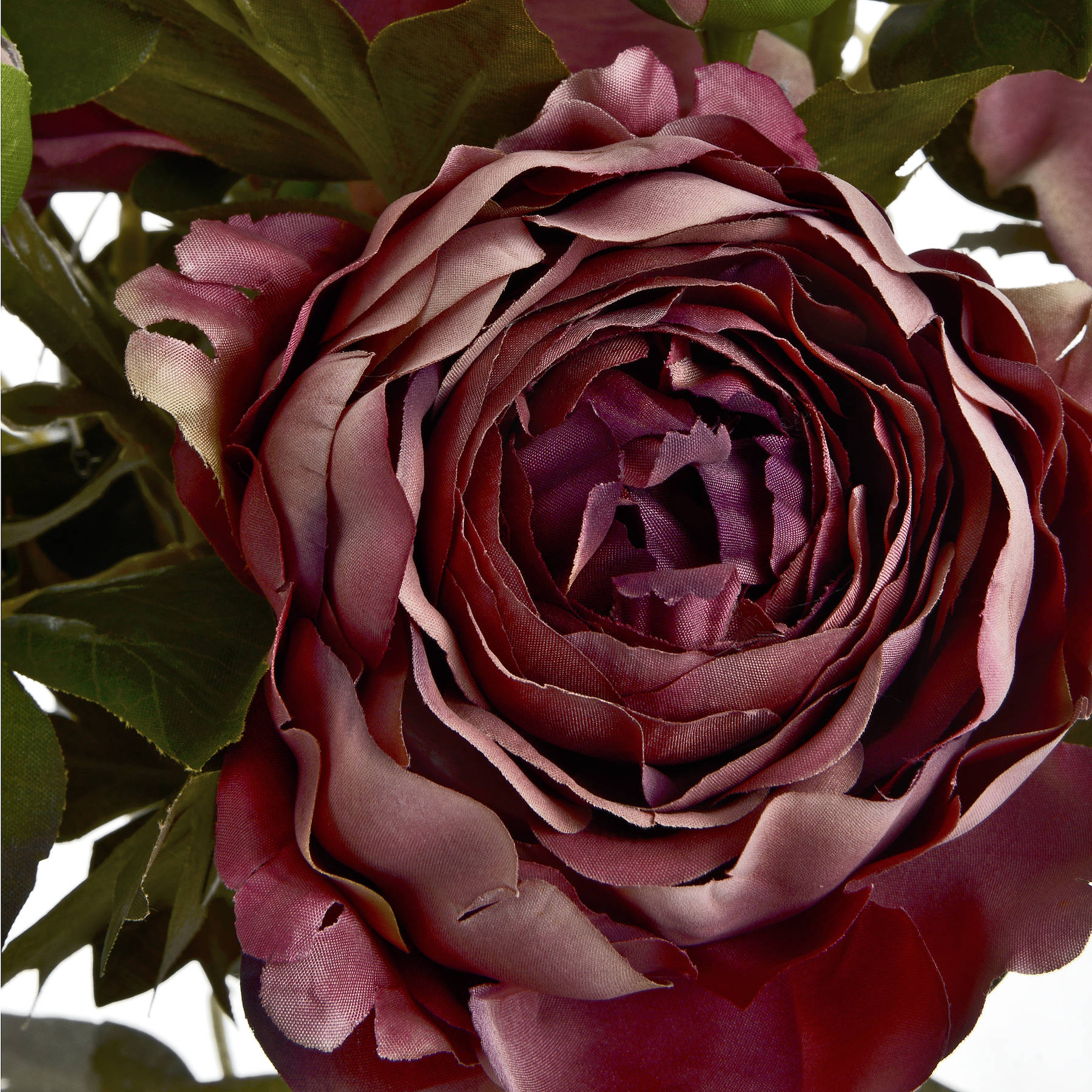 Dusty pink spray rose peony showcasing rich, layered petals and lifelike detail, surrounded by lush green leaves.