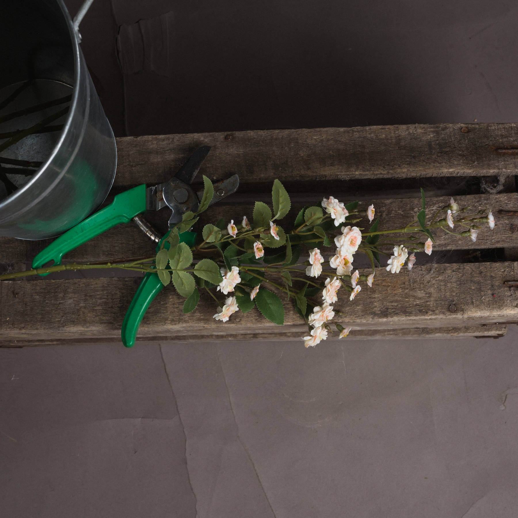 Cream Wild Meadow Rose stem with delicate, cream petals and green leaves, resting on a rustic wooden surface beside pruning shears and a metal bucket.