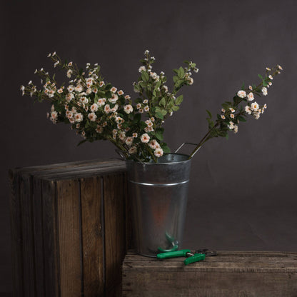 Cream Wild Meadow Rose - Single Stem Flowers from the Quanta Home collection.