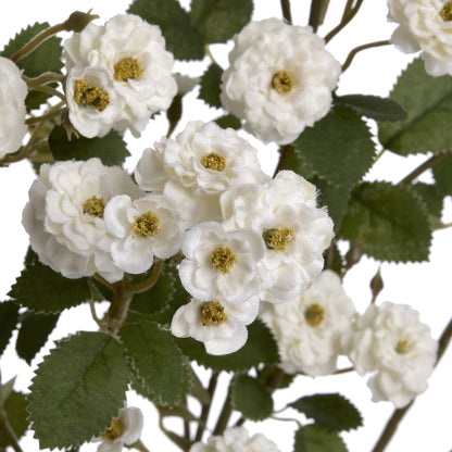 White Wild Meadow Rose - Single Stem Flowers from the Quanta Home collection.