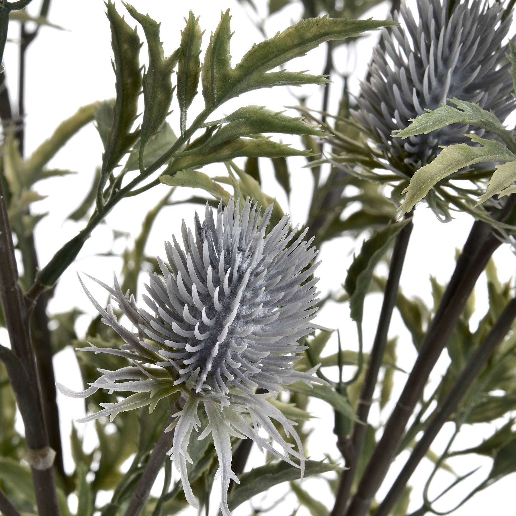 Eryngium Thistle - Single Stem Flowers from the Quanta Home collection.