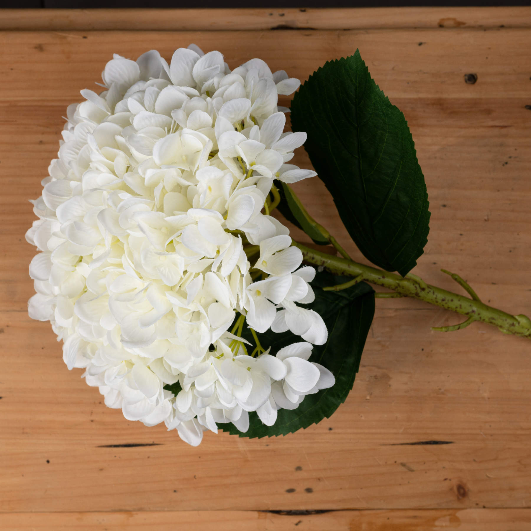 Oversized white hydrangea with lush petals and green leaves, resting on a wooden surface, perfect for elegant decor.