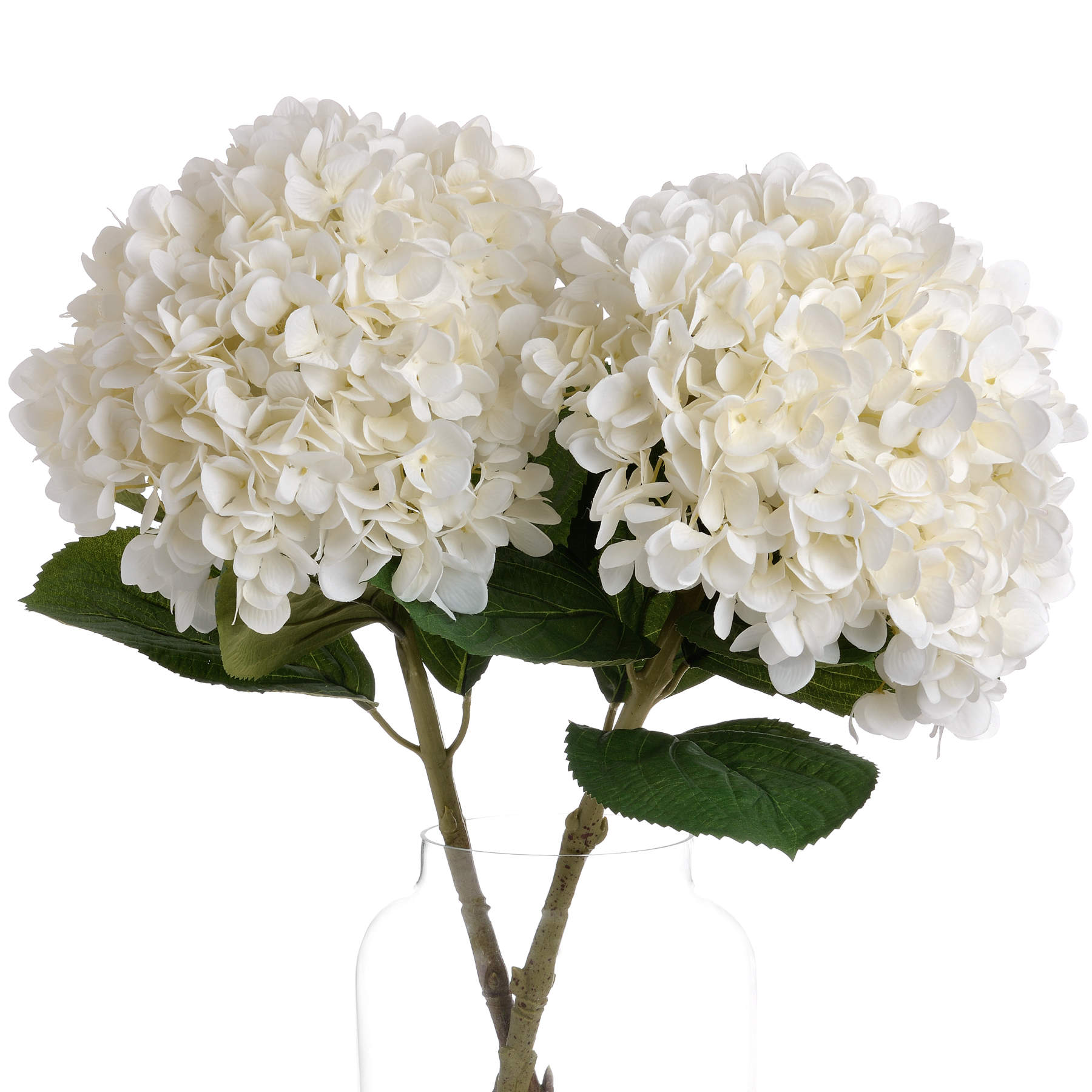 Oversized white hydrangea blooms with lifelike petals and green leaves, elegantly enhancing any decor in a glass vase.
