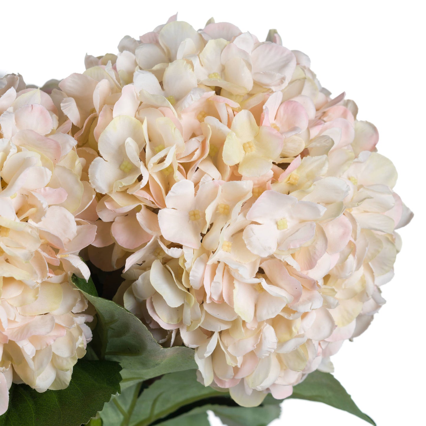 Elegant white hydrangea stem with blush undertones, showcasing meticulously detailed petals and lush green leaves, perfect for autumn decor.