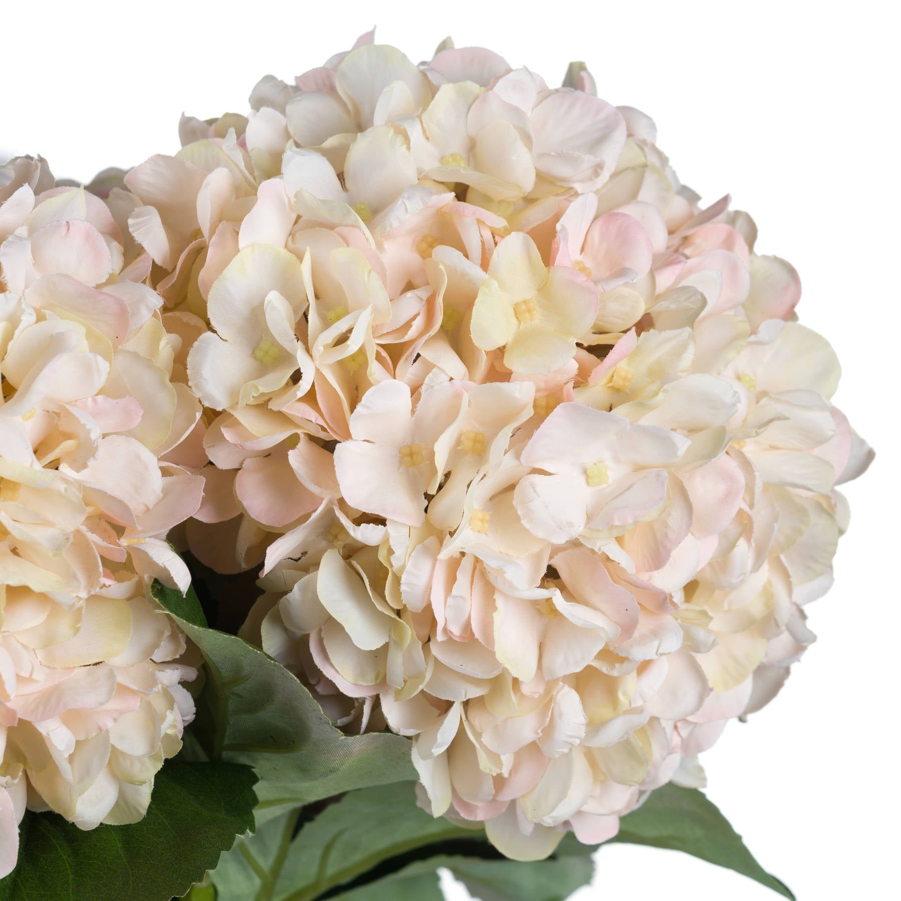 Elegant white hydrangea stem with blush undertones, showcasing meticulously detailed petals and lush green leaves, perfect for autumn decor.