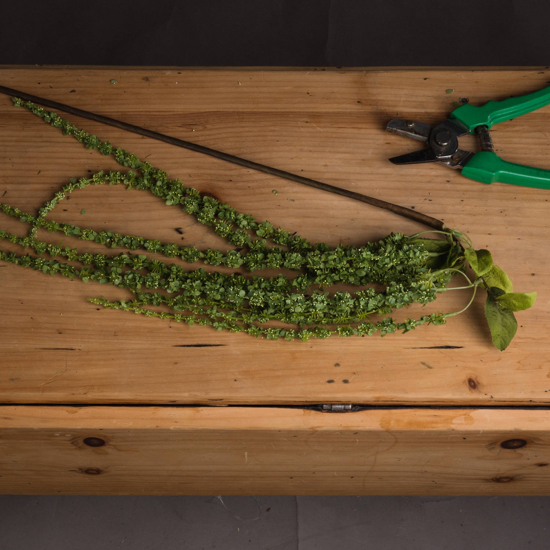 Green Amaranthus - Single Stem Flowers from the Quanta Home collection.
