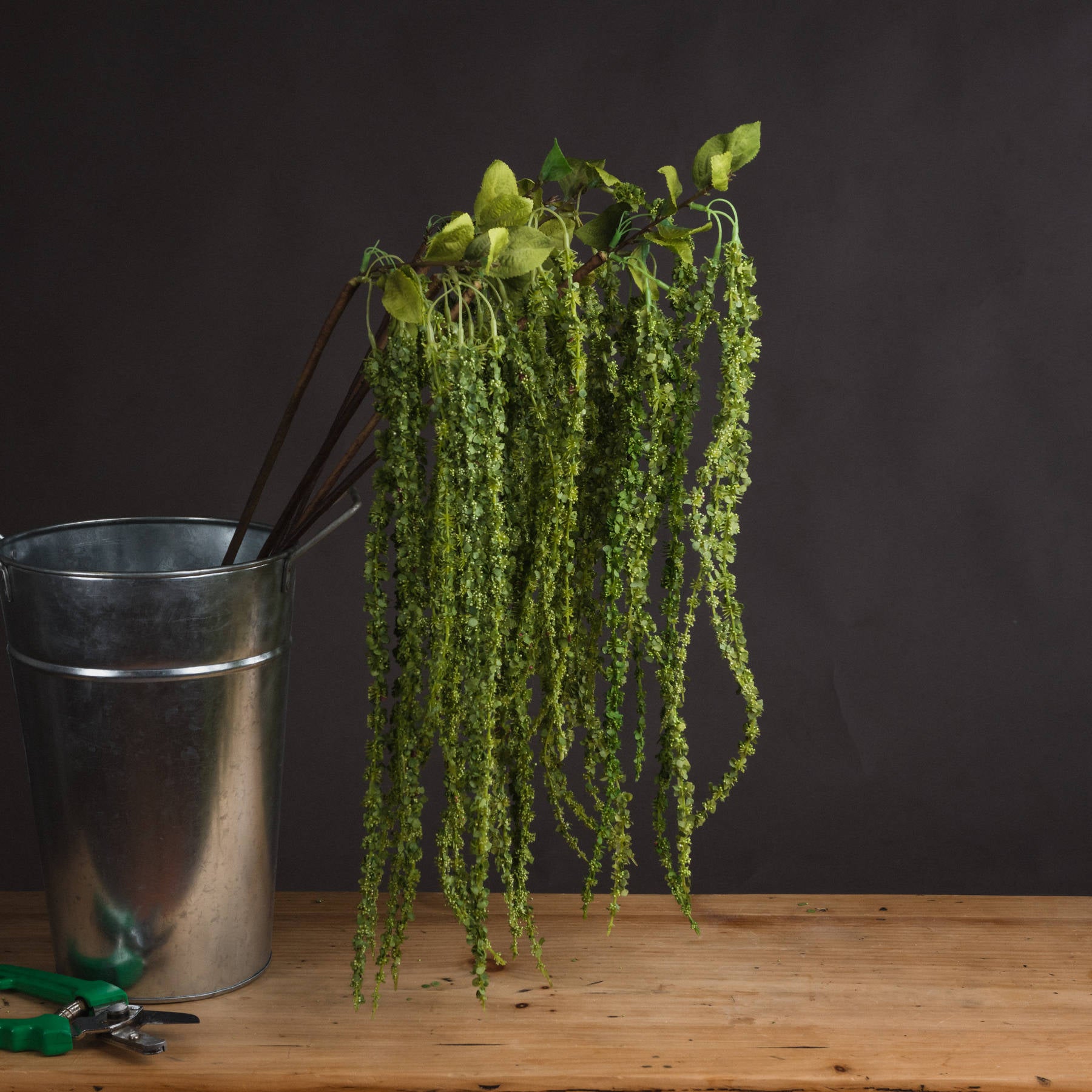 Green Amaranthus - Single Stem Flowers from the Quanta Home collection.