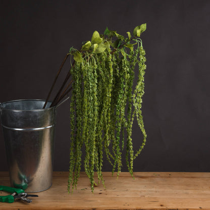 Green Amaranthus - Single Stem Flowers from the Quanta Home collection.