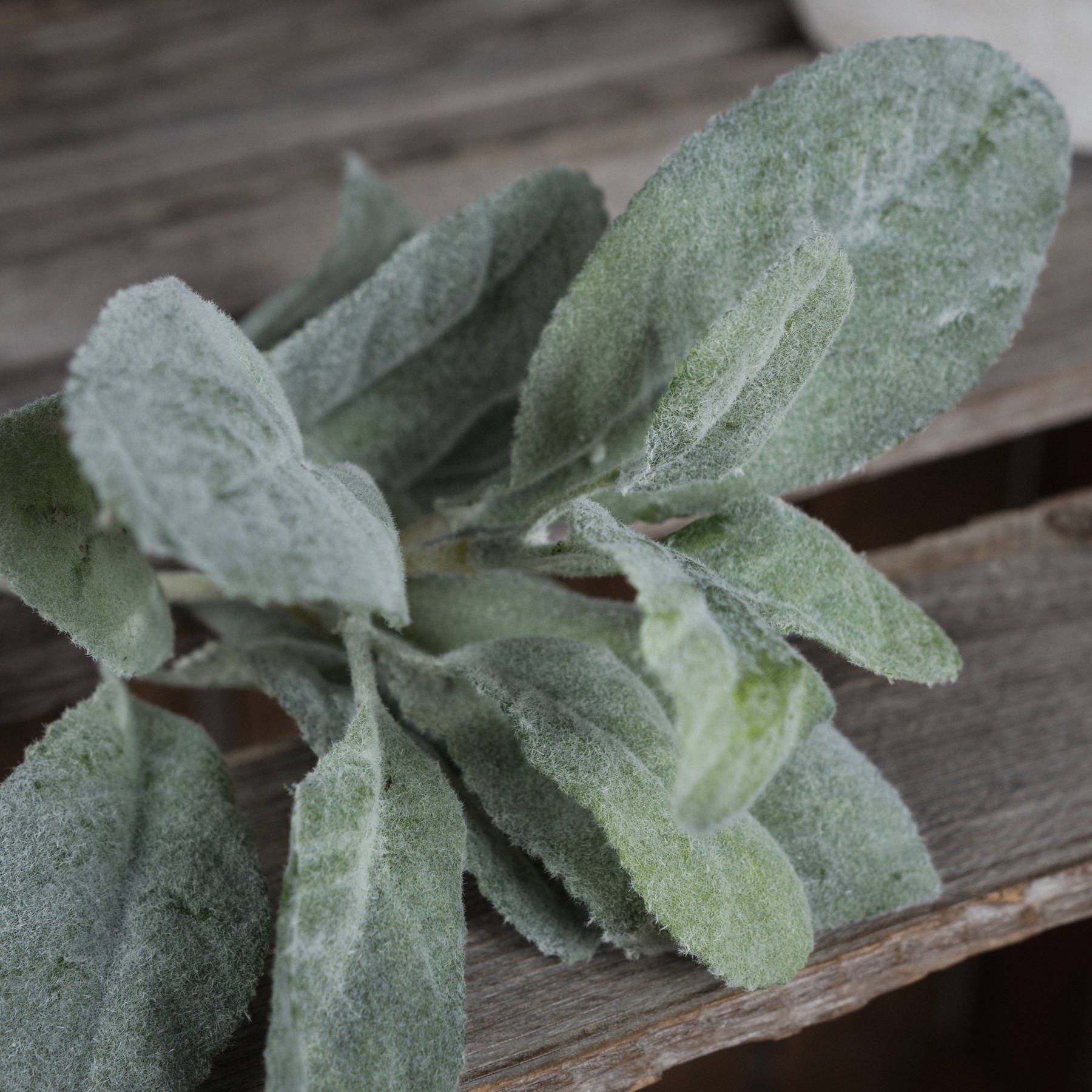 Lambs Ear Spray - Christmas Decorations from the Quanta Home collection.