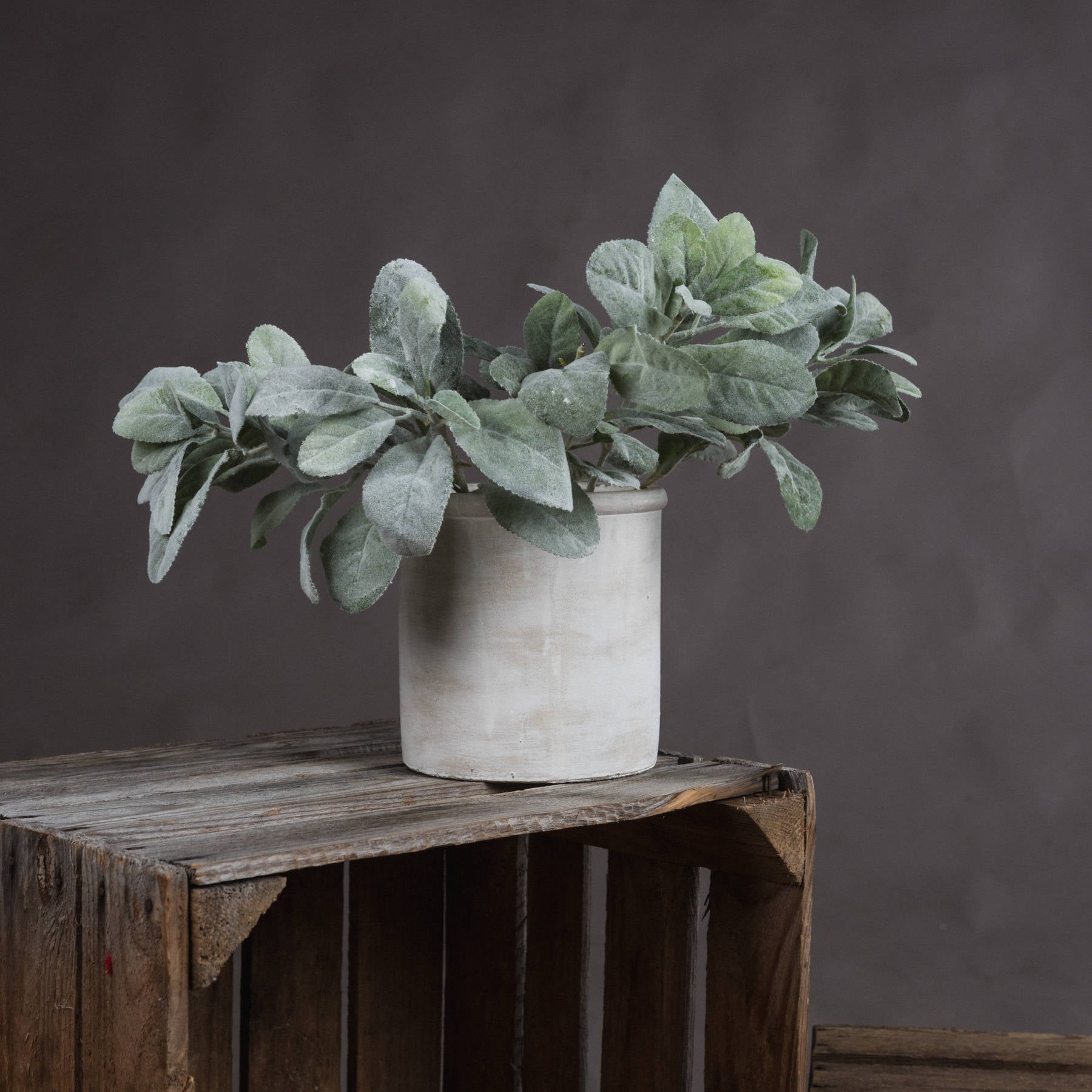 Lambs Ear Spray - Christmas Decorations from the Quanta Home collection.