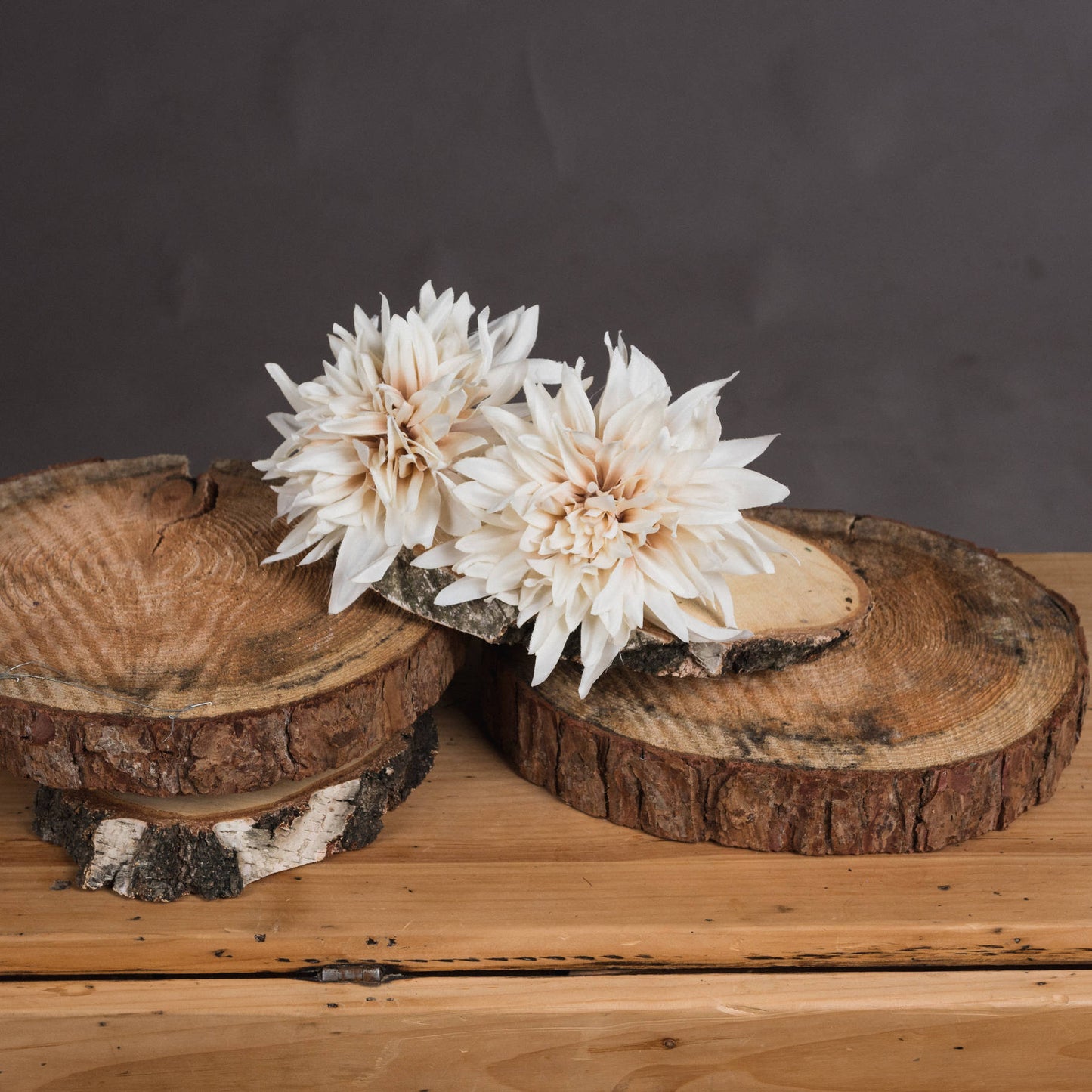 Cream dahlia flowers in warm café au lait tones, elegantly arranged on rustic wooden slices, enhancing botanical decor.