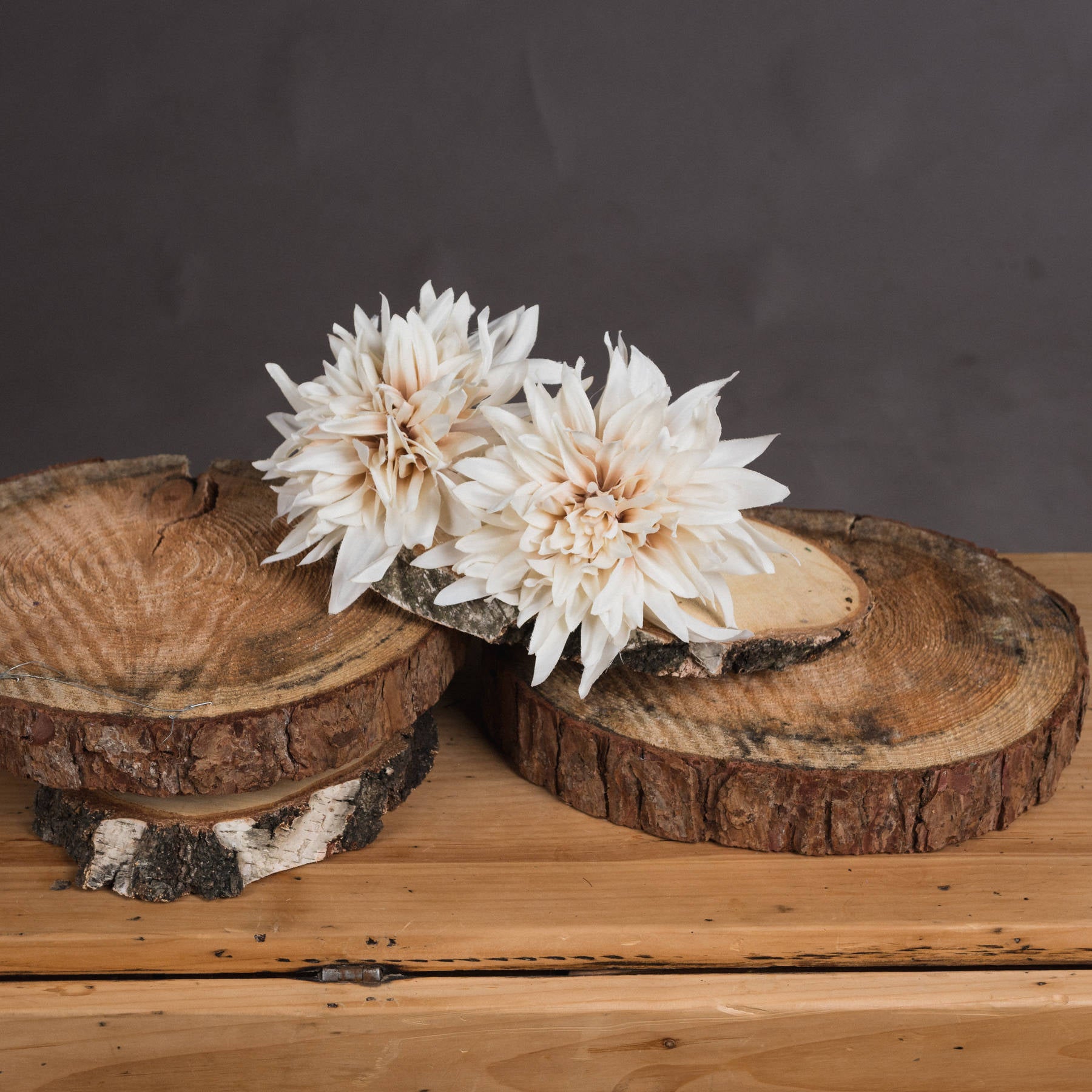 Cream dahlia flowers in warm café au lait tones, elegantly arranged on rustic wooden slices, enhancing botanical decor.