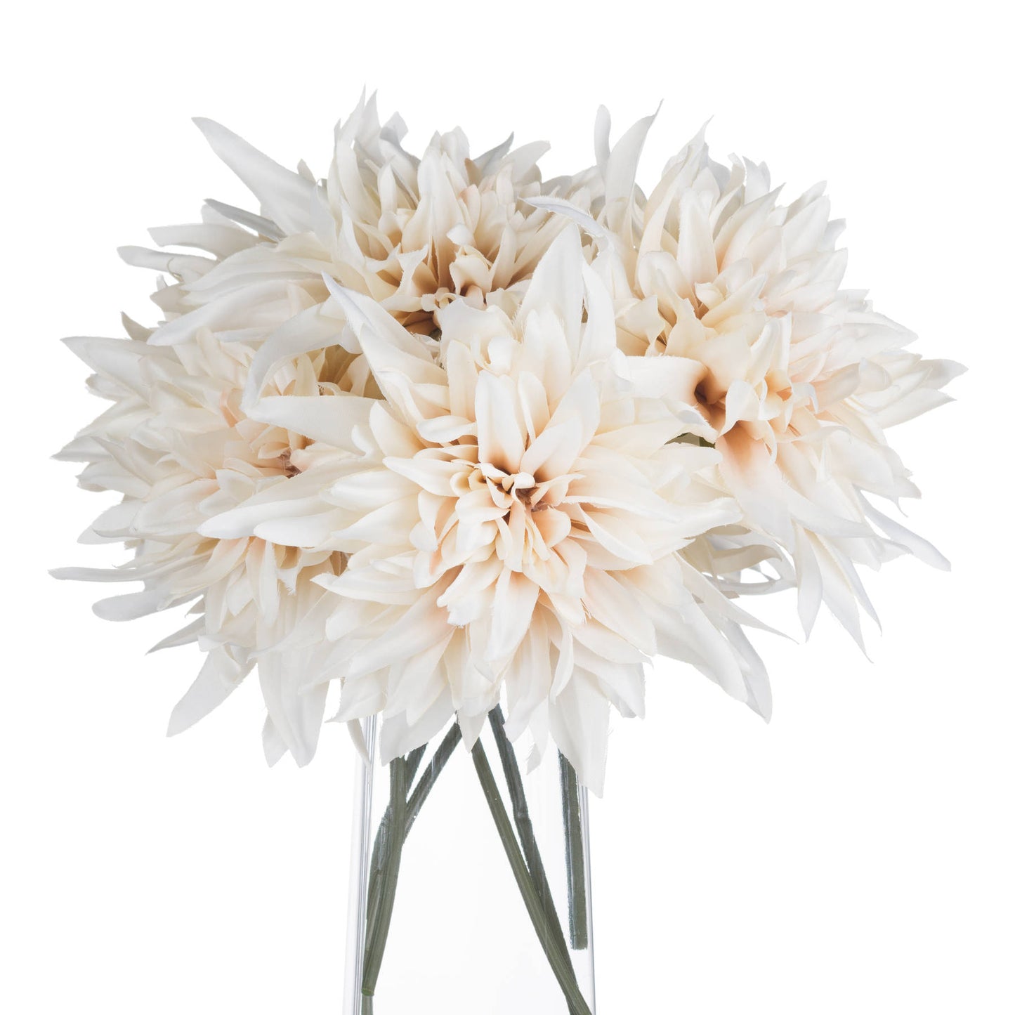Cream dahlia flowers in warm café au lait tones, elegantly arranged in a clear vase, adding sophistication to any decor.