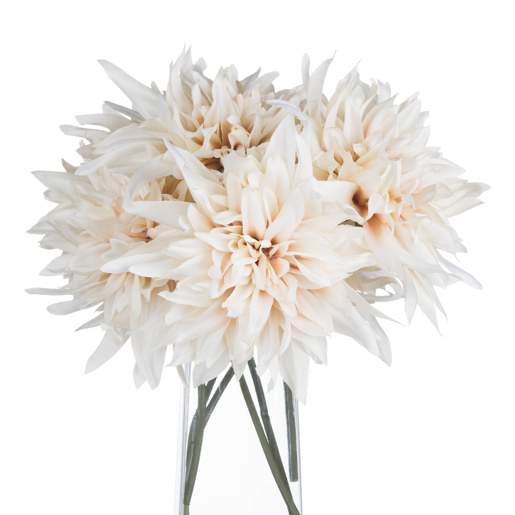 Cream dahlia flowers in warm café au lait tones, elegantly arranged in a clear vase, adding sophistication to any decor.