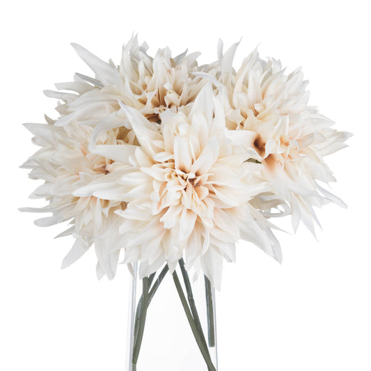 Cream dahlia flowers in warm café au lait tones, elegantly arranged in a clear vase, adding sophistication to any decor.