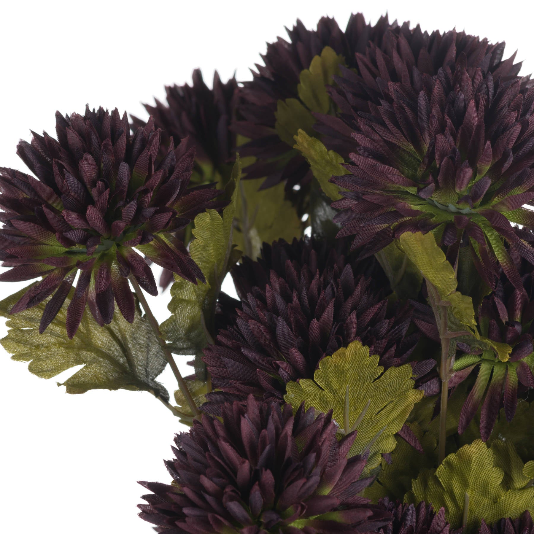 Deep chocolate-toned chrysanthemum blooms with curling petals, accented by green leaves, perfect for autumn decor.