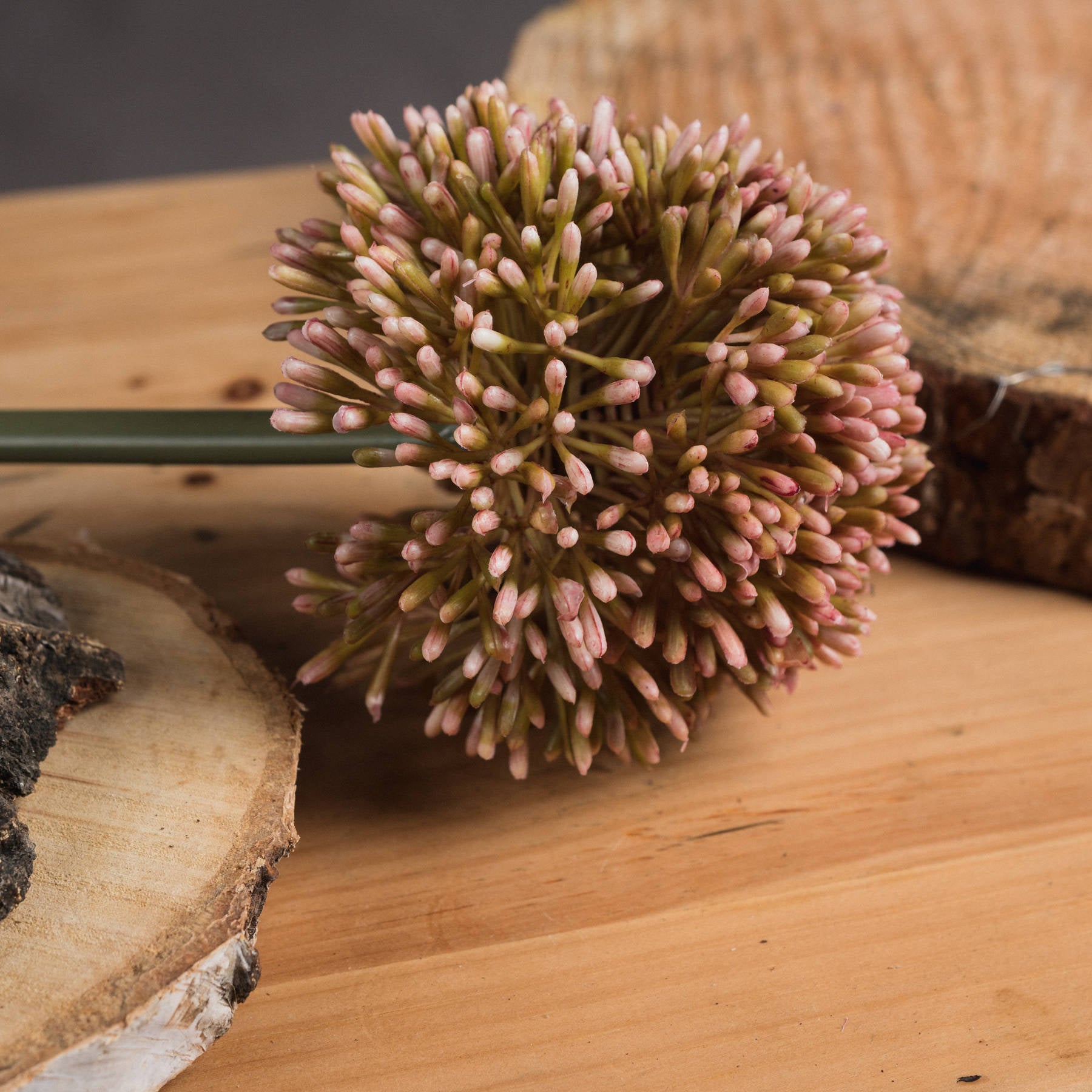 Soft pink Allium bloom with delicate buds, resting on a wooden surface, adding elegance to any decor.