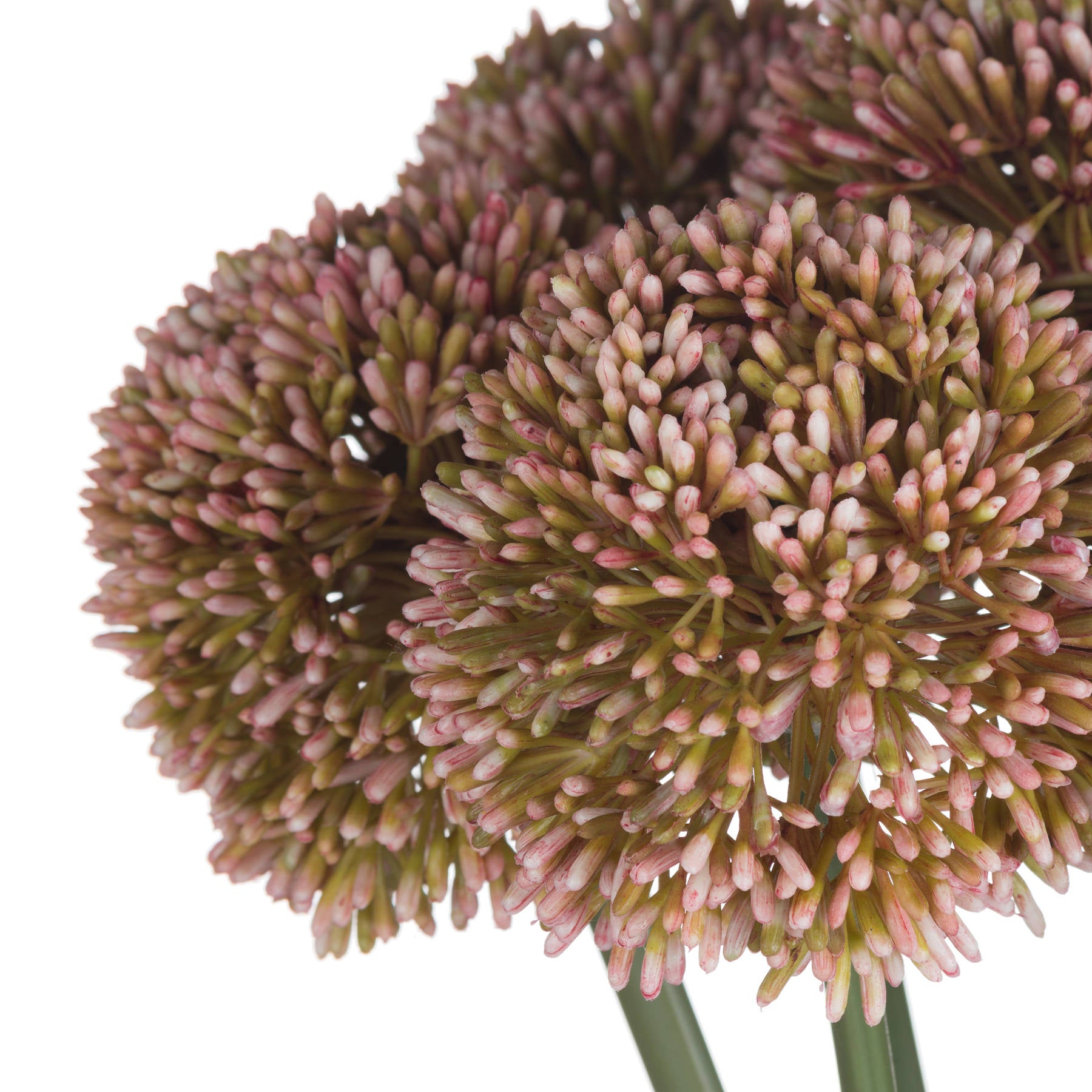 Soft pink allium blooms with delicate, rounded clusters and green accents; a sophisticated, maintenance-free floral accent.