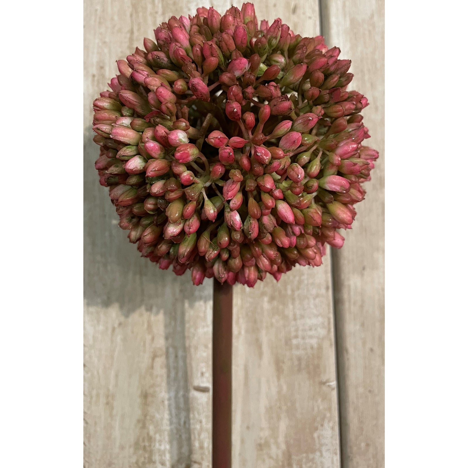 Artificial pink Allium flower cluster with slender stem, showcasing soft pink and green hues against a light wooden background.