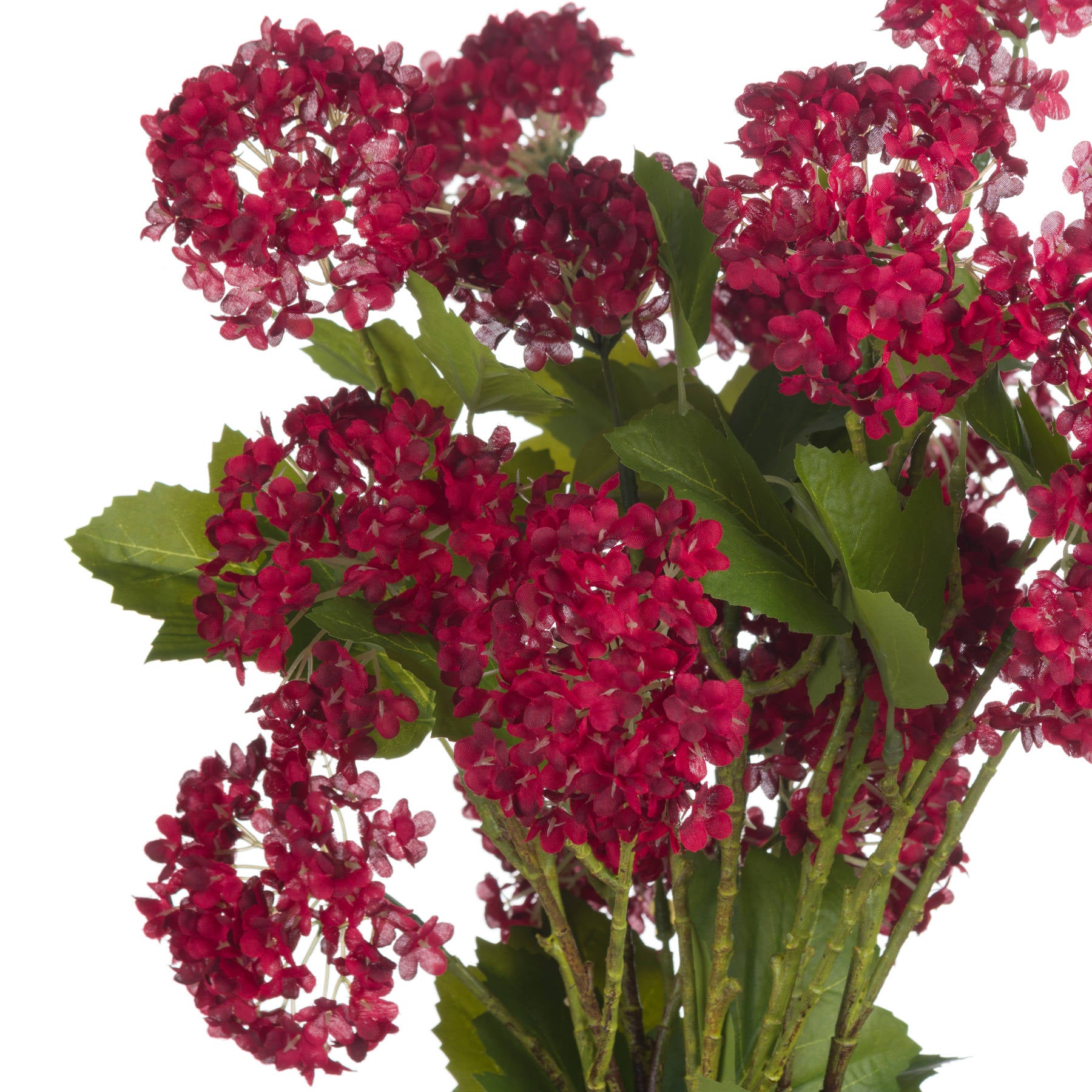 Crimson viburnum stem showcasing densely clustered berries and lush green leaves, perfect for autumn decor.