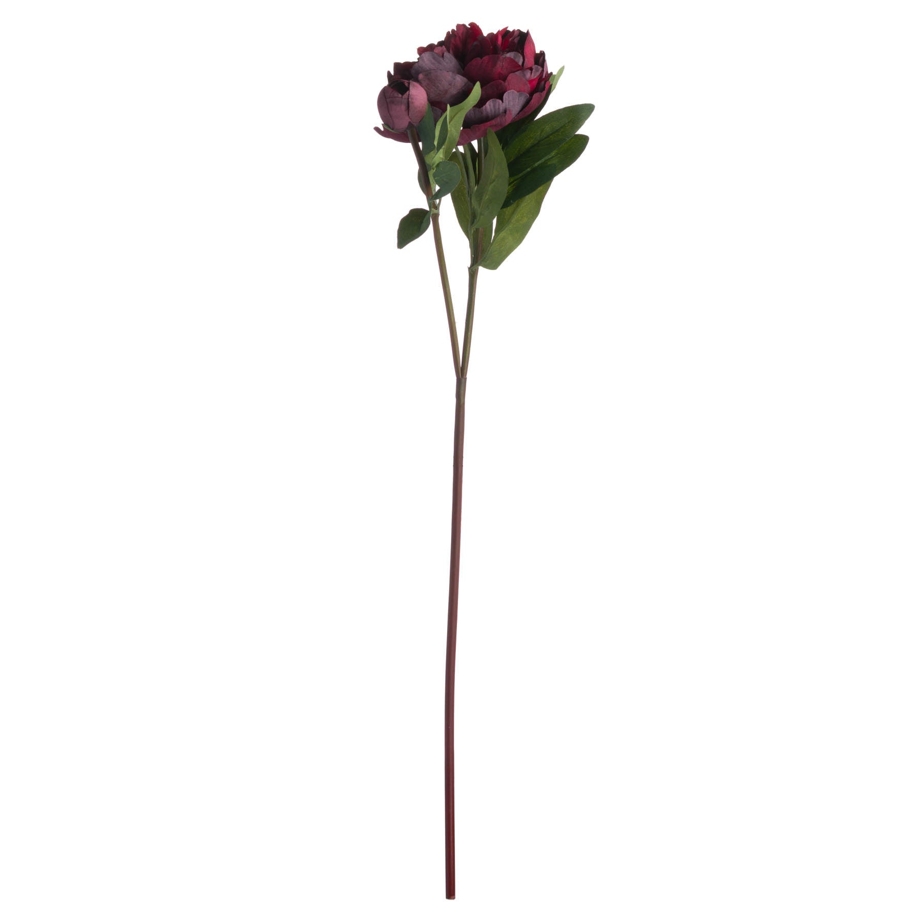 Burgundy Peony Rose with a full bloom and closed bud on a long stem, featuring rich burgundy tones and green leaves.